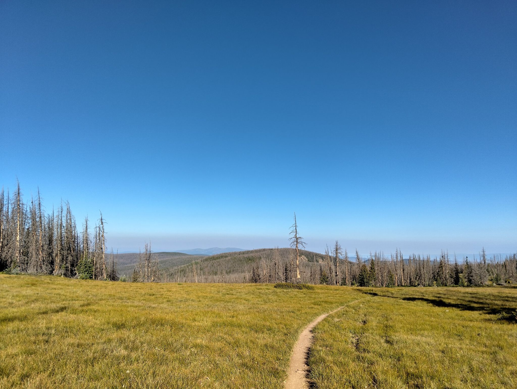 A narrow dirt path through a sunlit, golden meadow with distant hills. - Colorado Trail: Segment 17