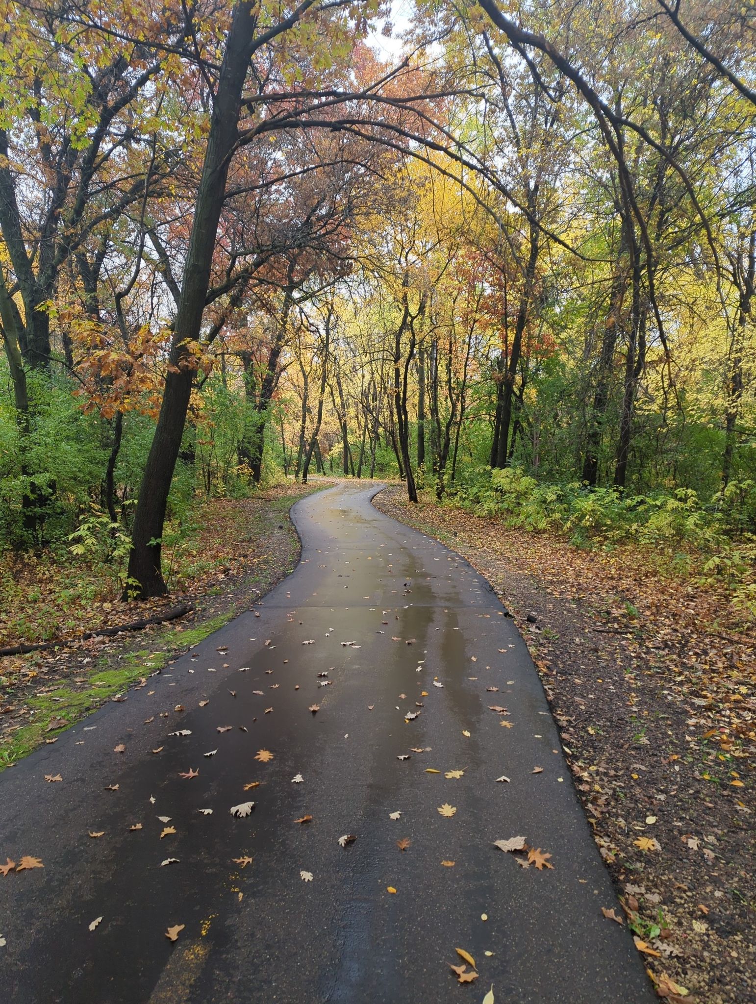 Wet paved path covered in colorful autumn leaves under muted light. - Elm Creek Swimming Pond – Rush Creek Regional Trail loop from #10449