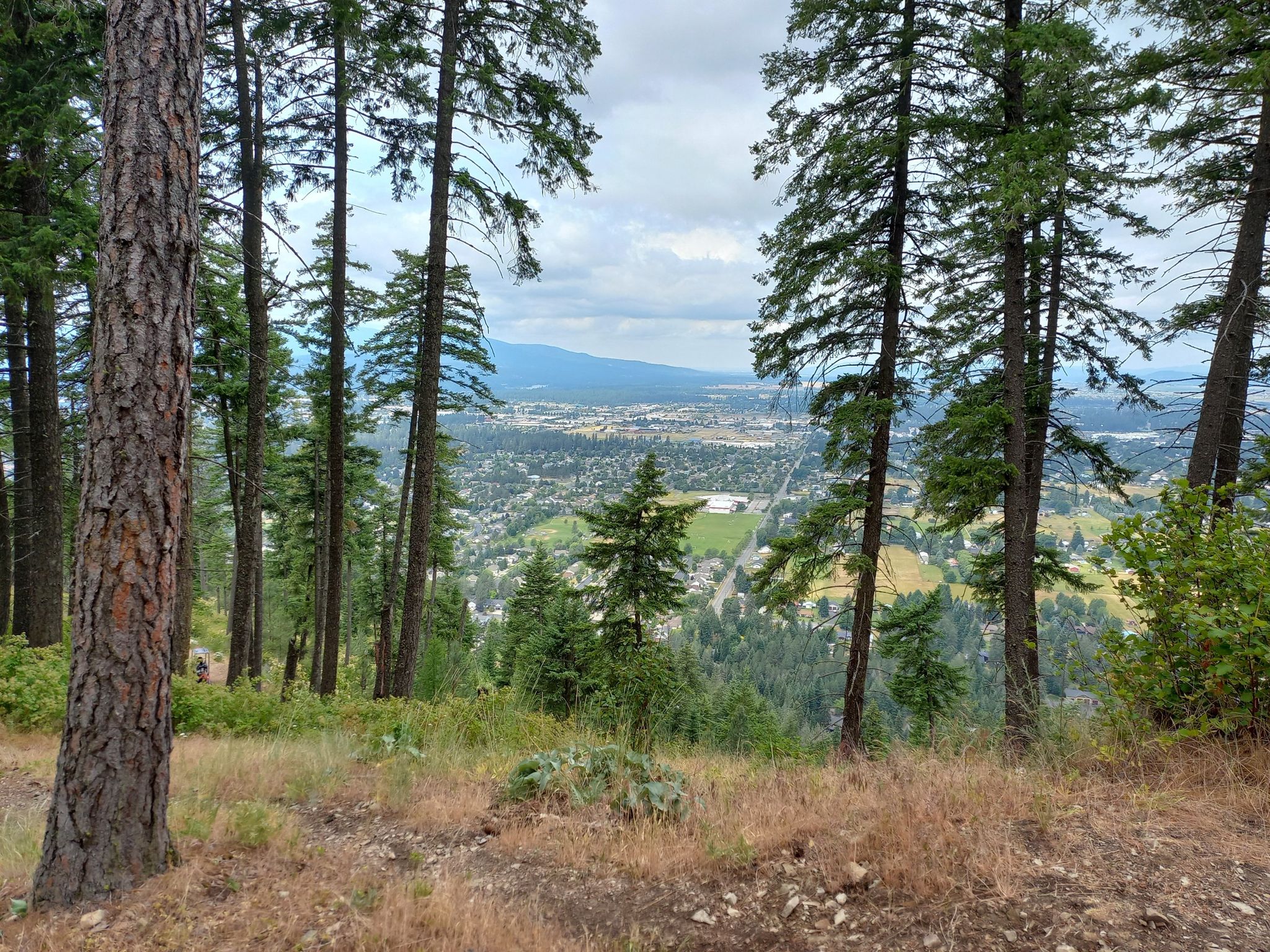 Overcast view through tall pine trees of a town in a valley. - Mountainbike loop from Dalton Gardens