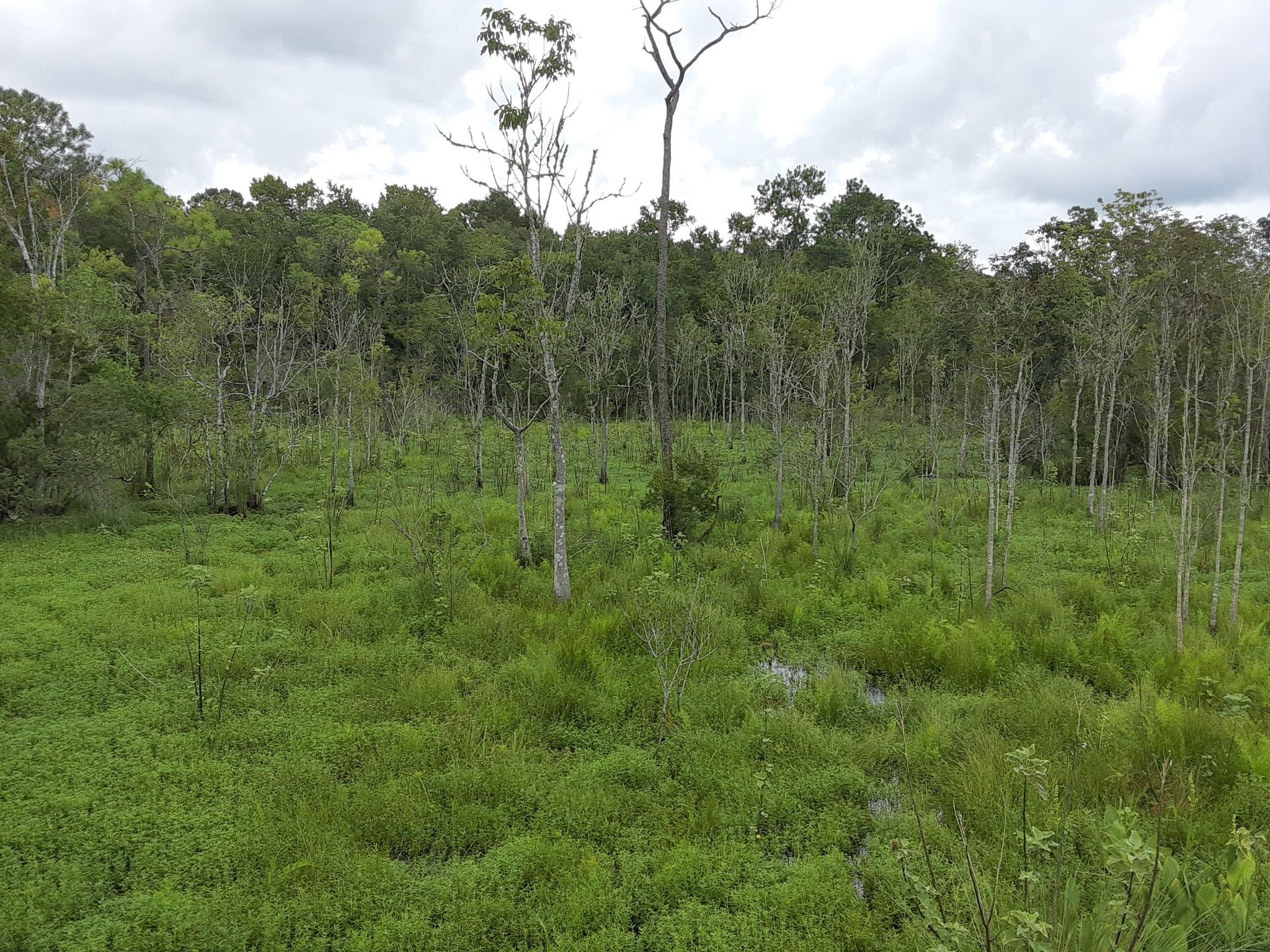 Lush green field with scattered trees under an overcast sky. - Ortega Stream Valley Trail
