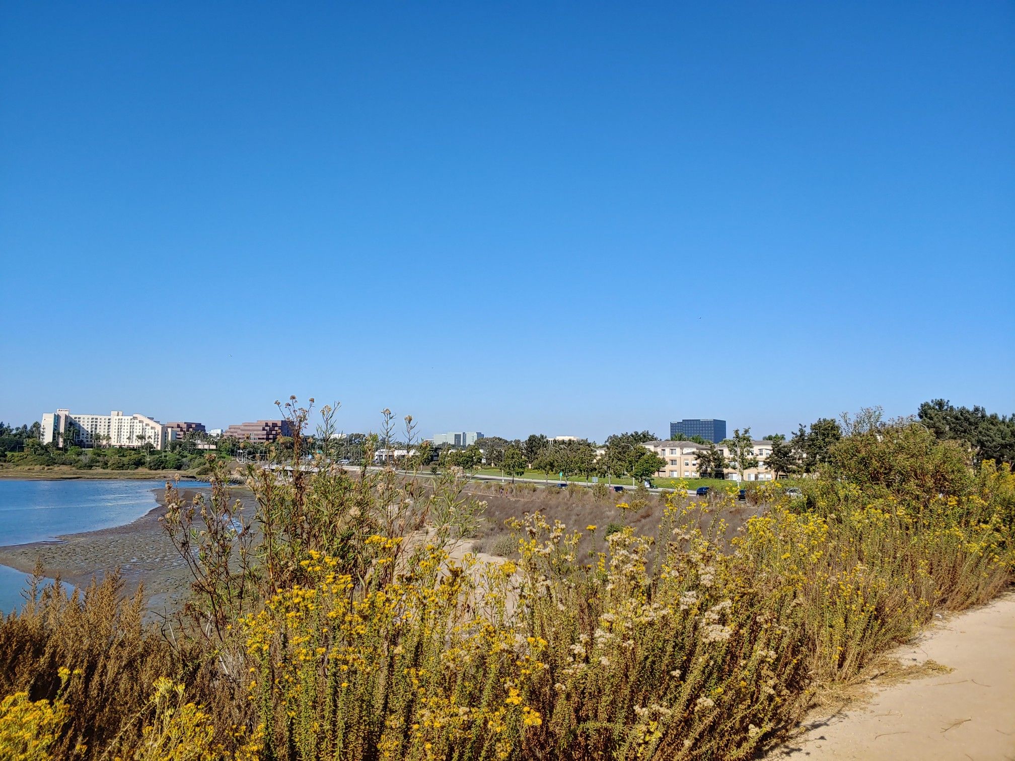 Calm water next to a dry shore with yellow plants under a clear blue sky. - San Diego Creek Trail Loop
