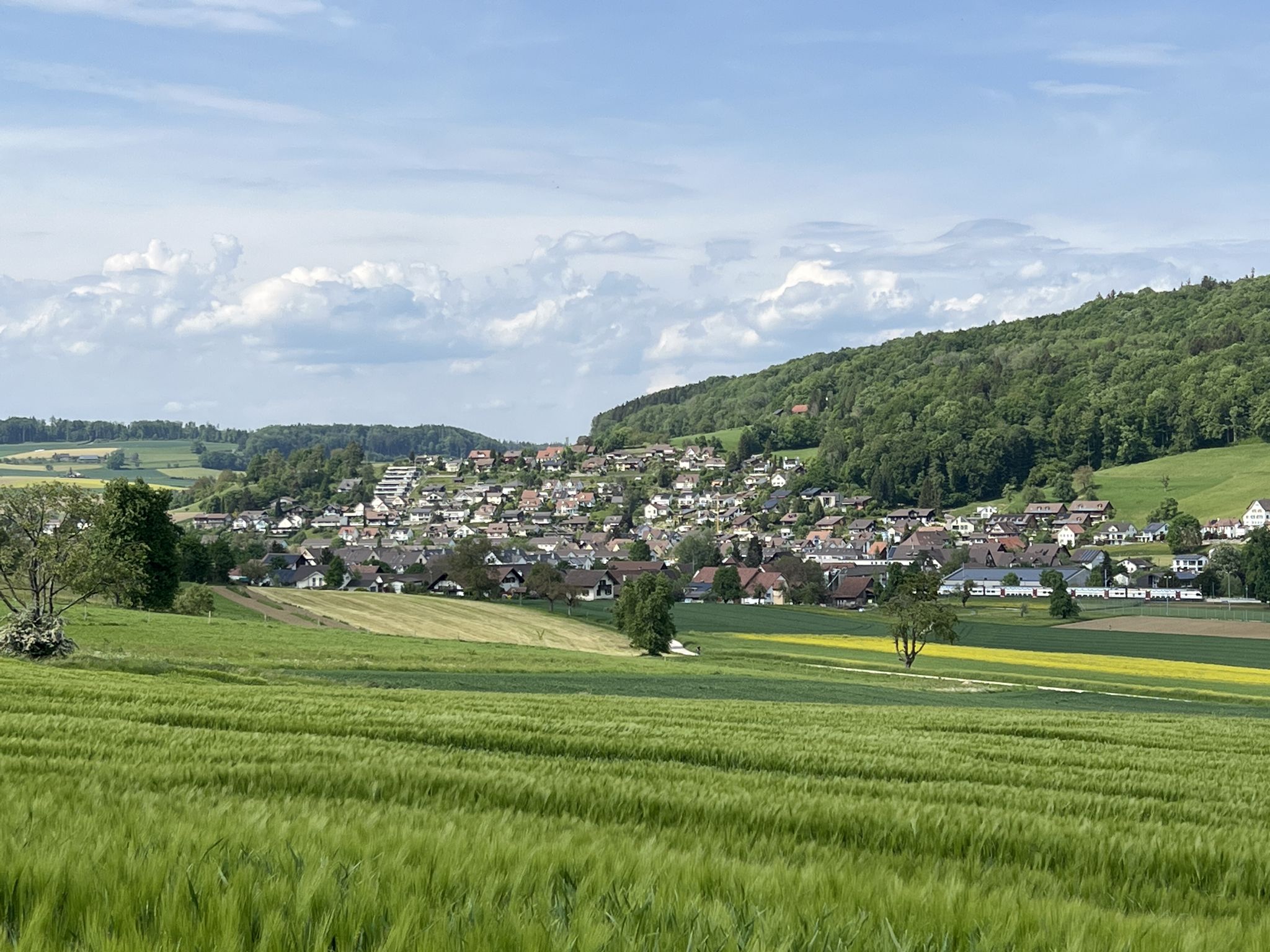 Niederweningen