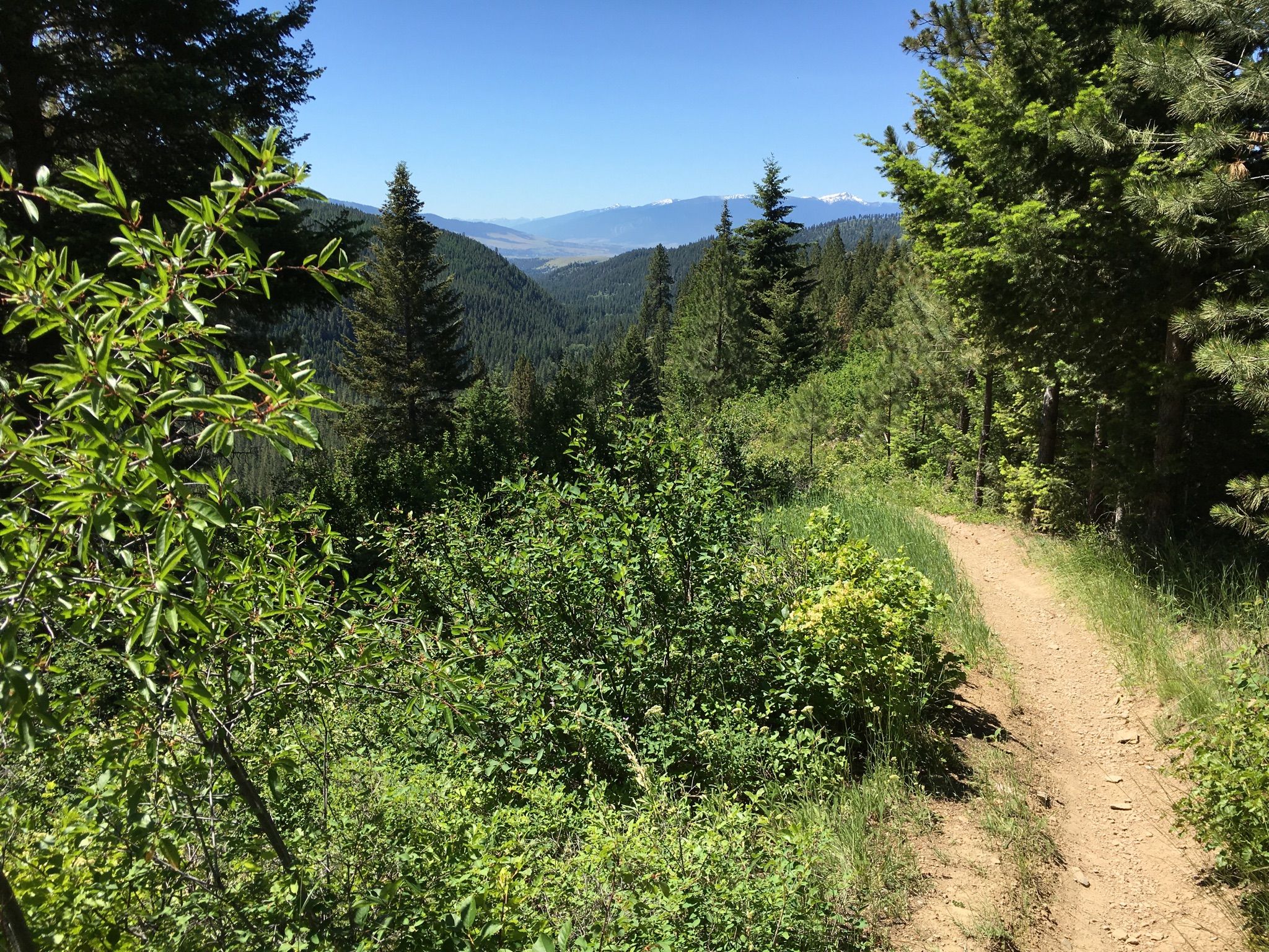 A dirt trail winds through a lush green forest on a sunny day. - Snowbowl Overlook – Rattlesnake Trail loop from Rattlesnake Trailhead