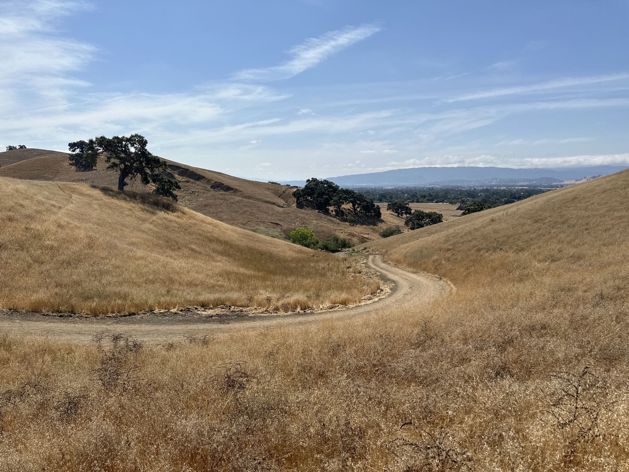 Winding dirt road through golden hills with scattered trees under blue sky. - Harvey Bear, Coyote Ridge, and Willow Springs Loop
