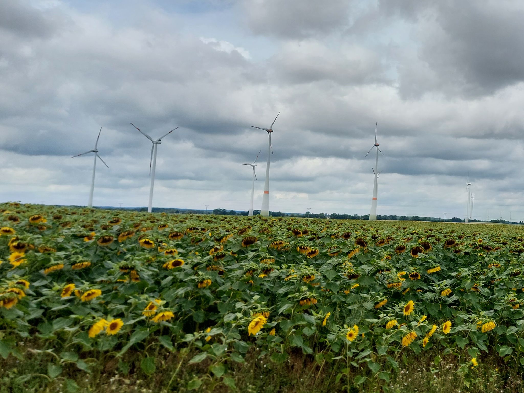Die Sonnenblumen haben schwere Köpfe