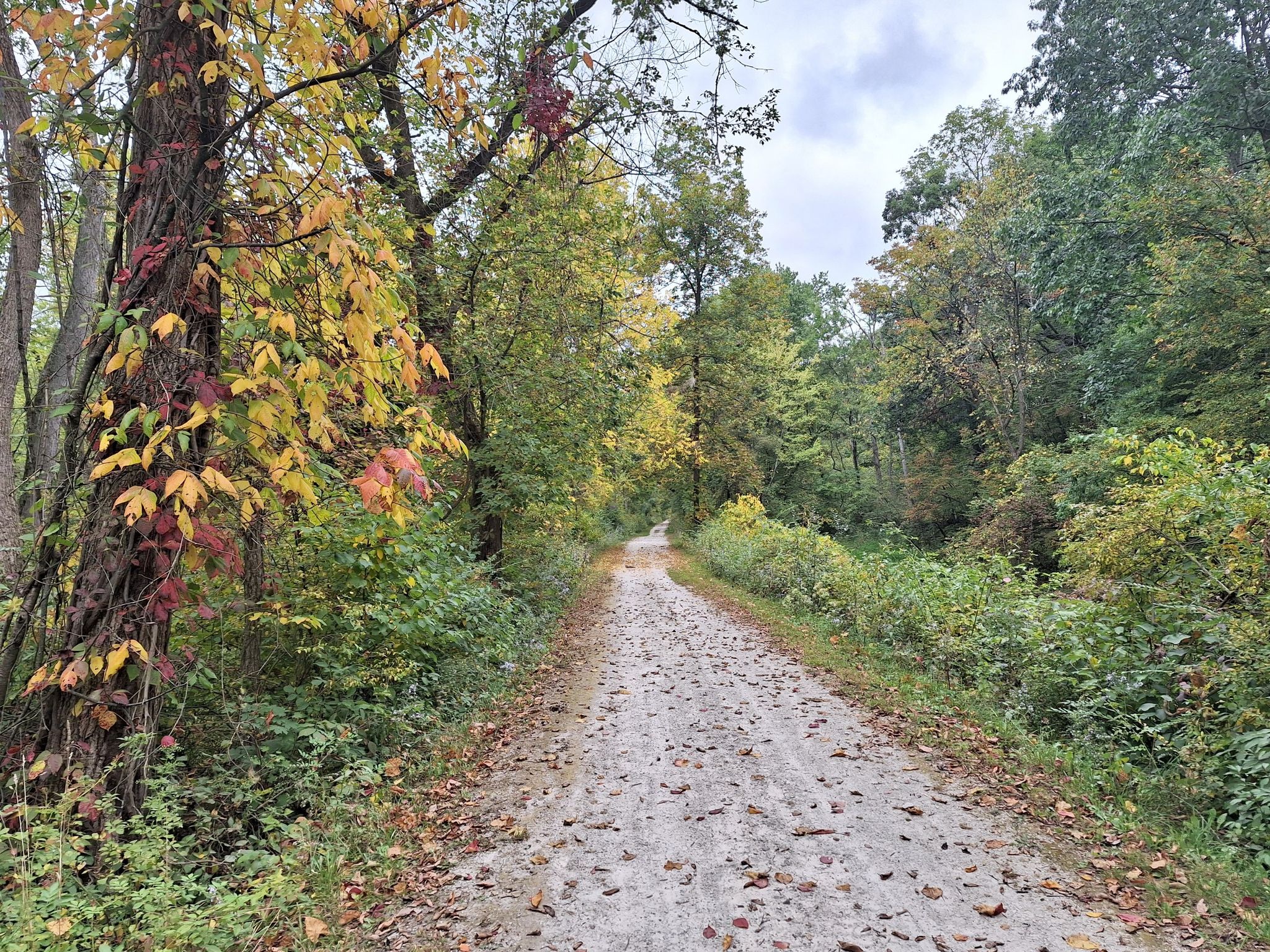 Dirt path through autumn woods with colorful leaves under an overcast sky. - Ohio & Erie Canal Towpath Trail