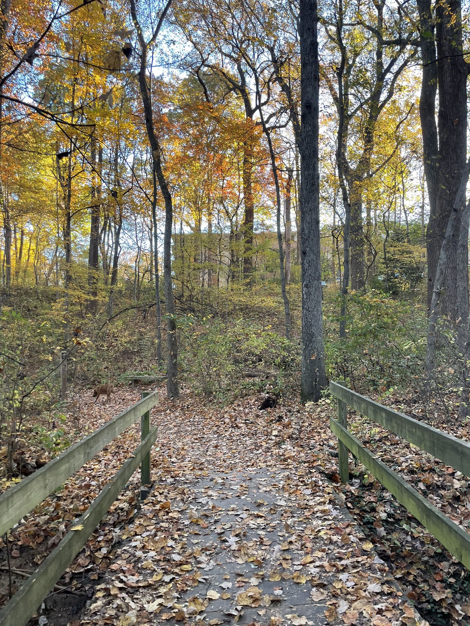Wooden footbridge covered in autumn leaves leading into a vibrant fall forest. - Cabin John Trail Loop