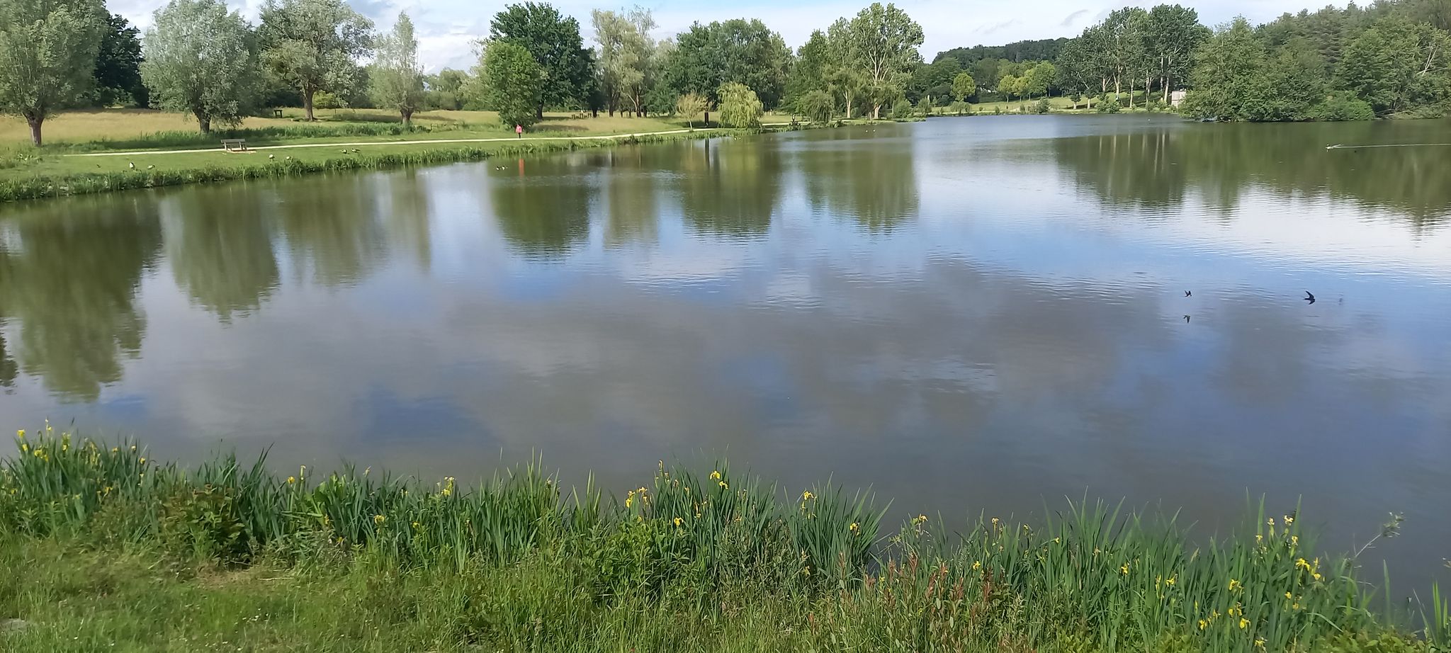 Iris am Ufer, und Schwalben gibt's auch