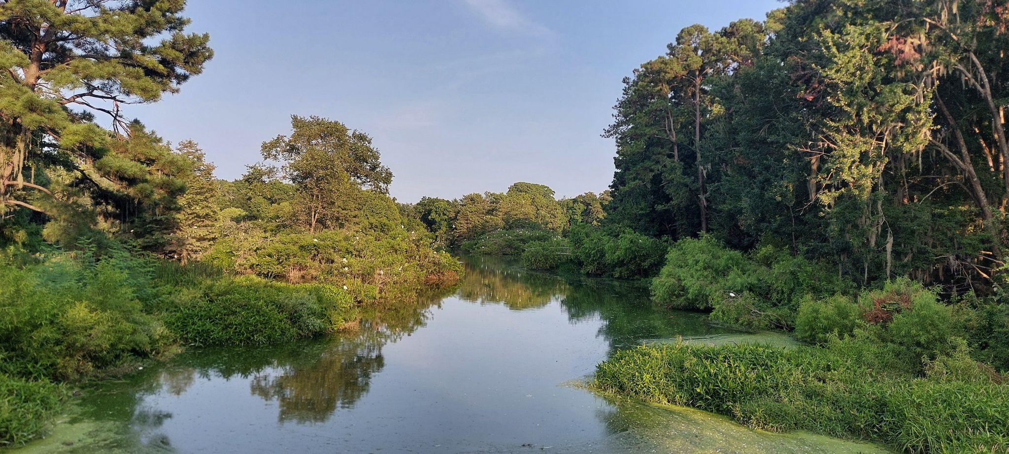 Calm river flowing through dense green forest under a bright sky. - Cypress Wetlands Trail