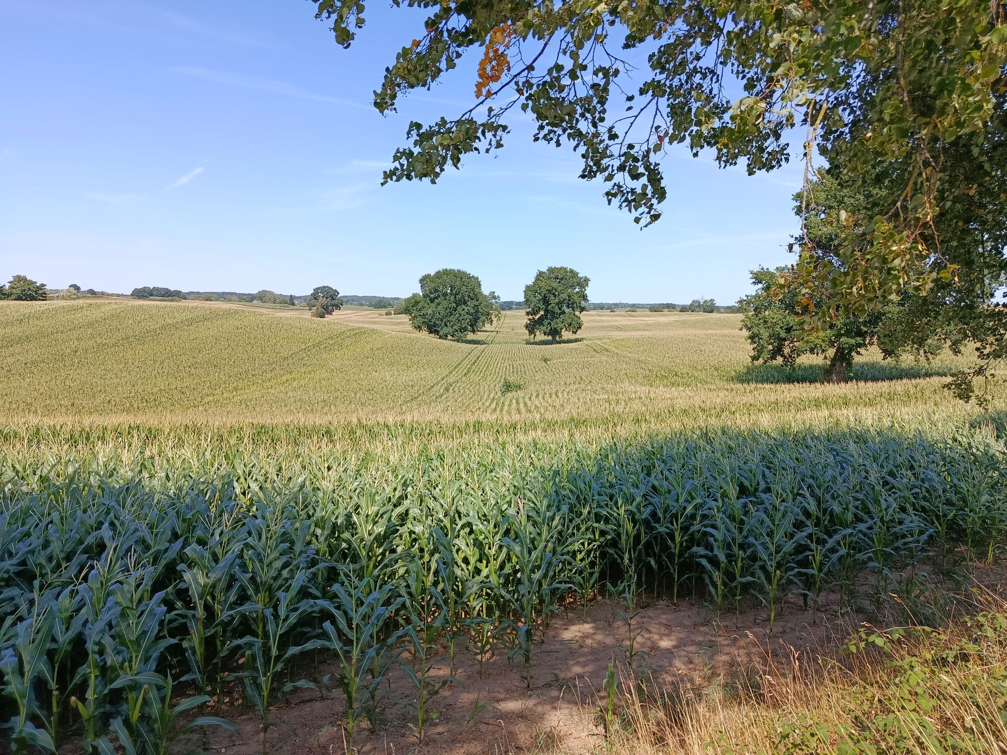 Blick über Felder 
