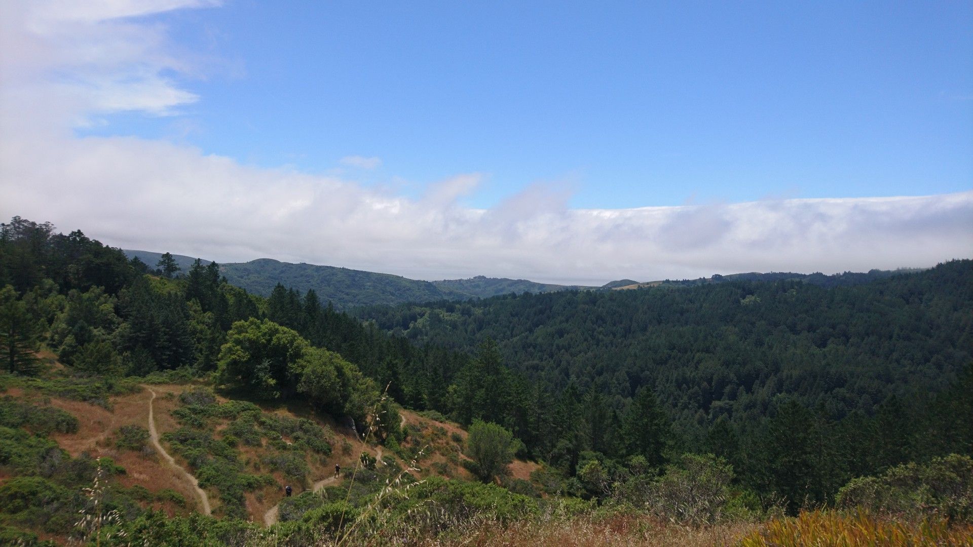 Dense forested hills and valleys with winding paths under a partly cloudy sky. - Mount Tamalpais State Park – Mountain Home Inn loop from Tamalpais-Homestead Valley