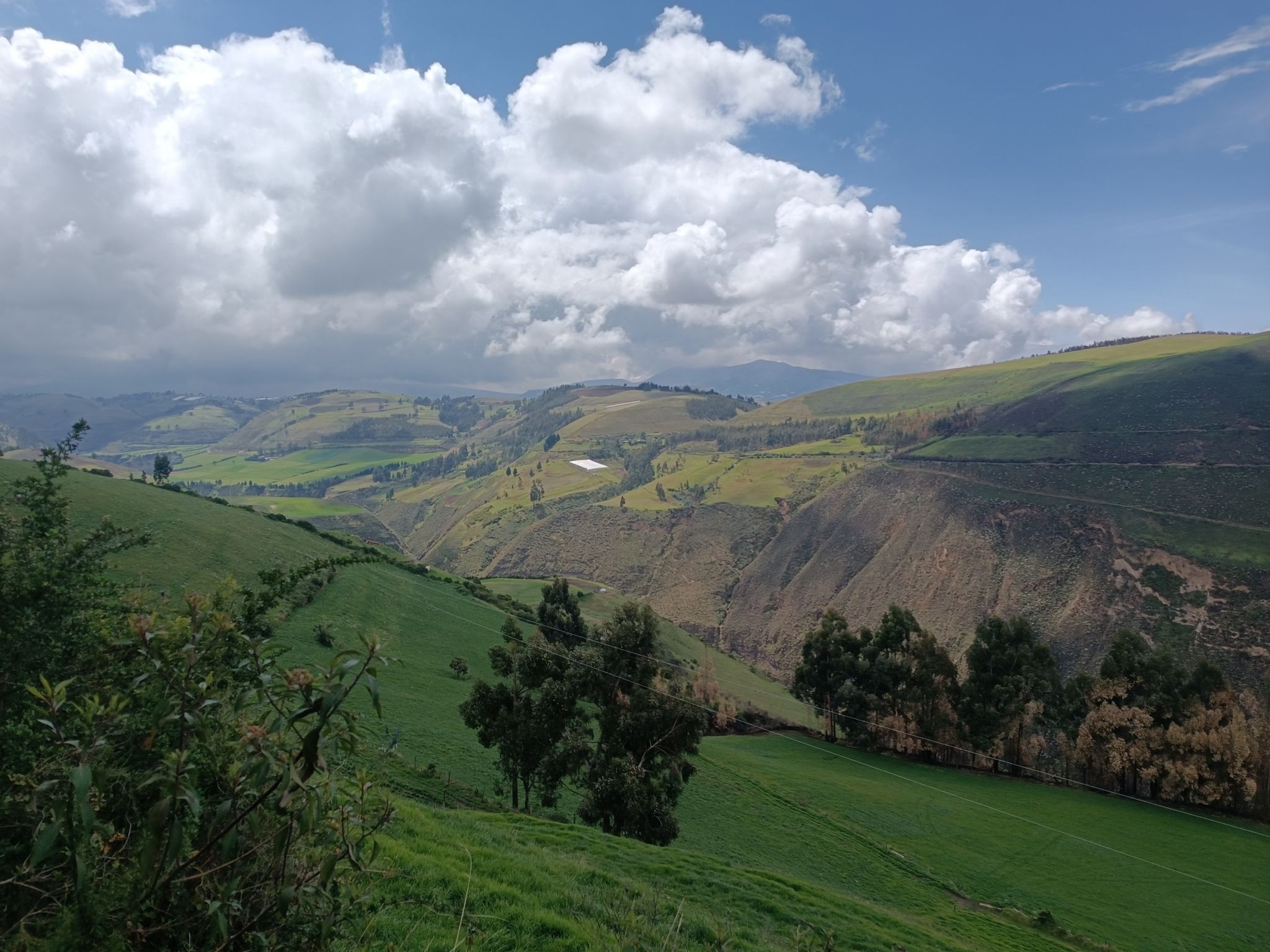 El verde