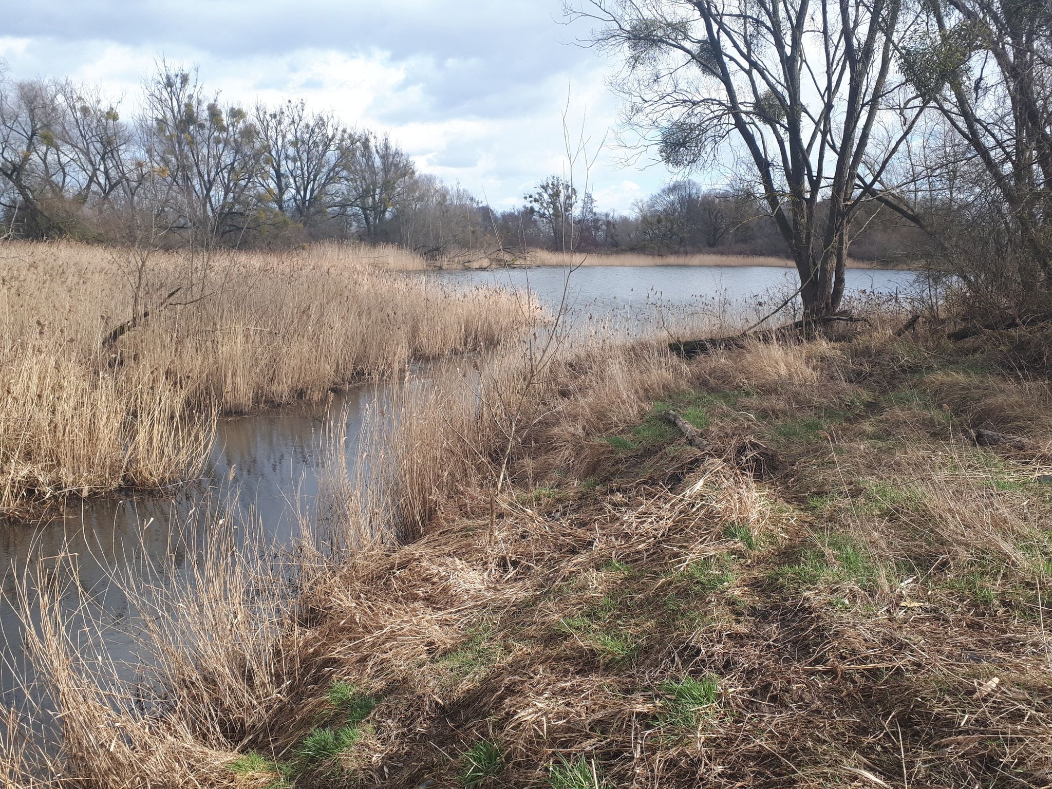 Teich 