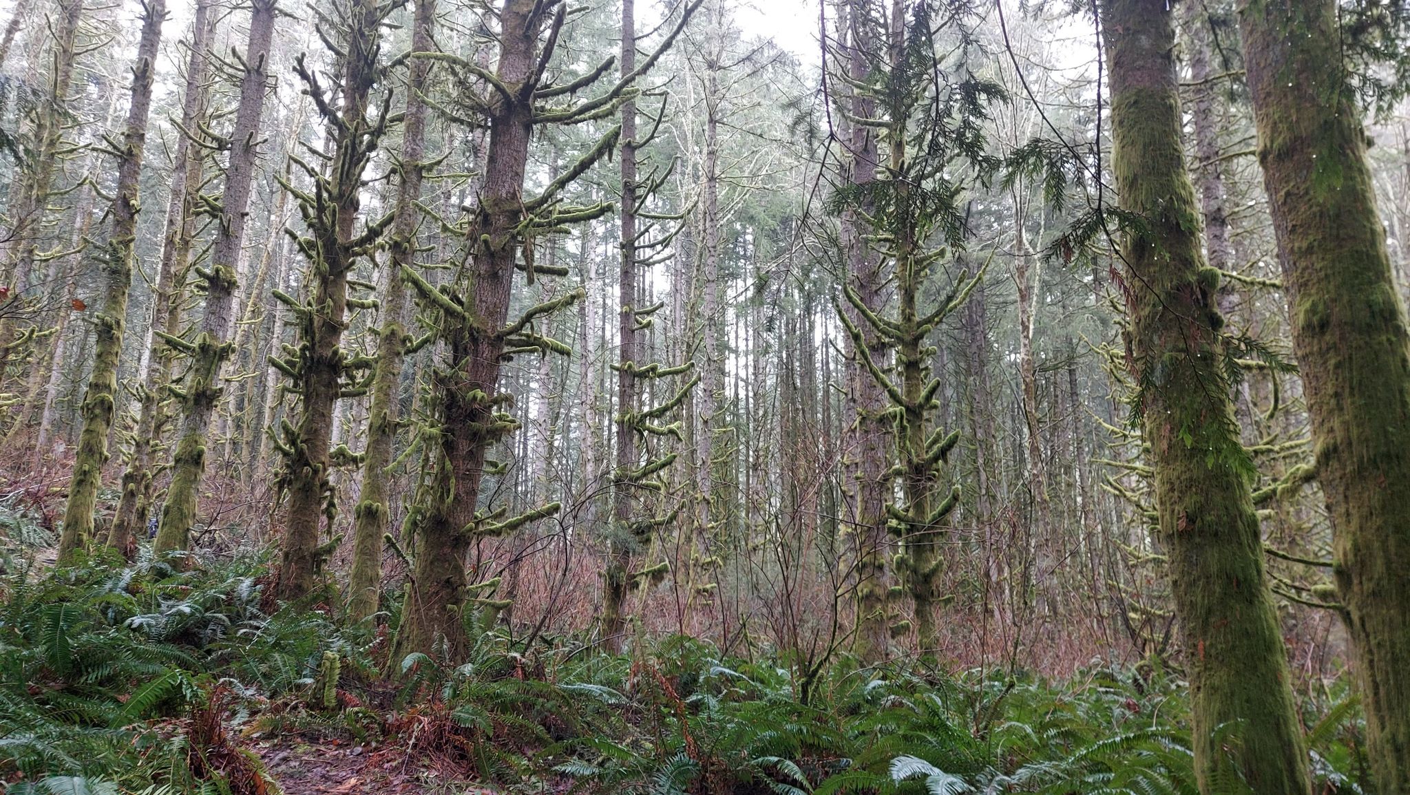Dense forest with moss-covered trees and ferns on a misty day. - Pipeline, Temple Pond and Quarry Loop