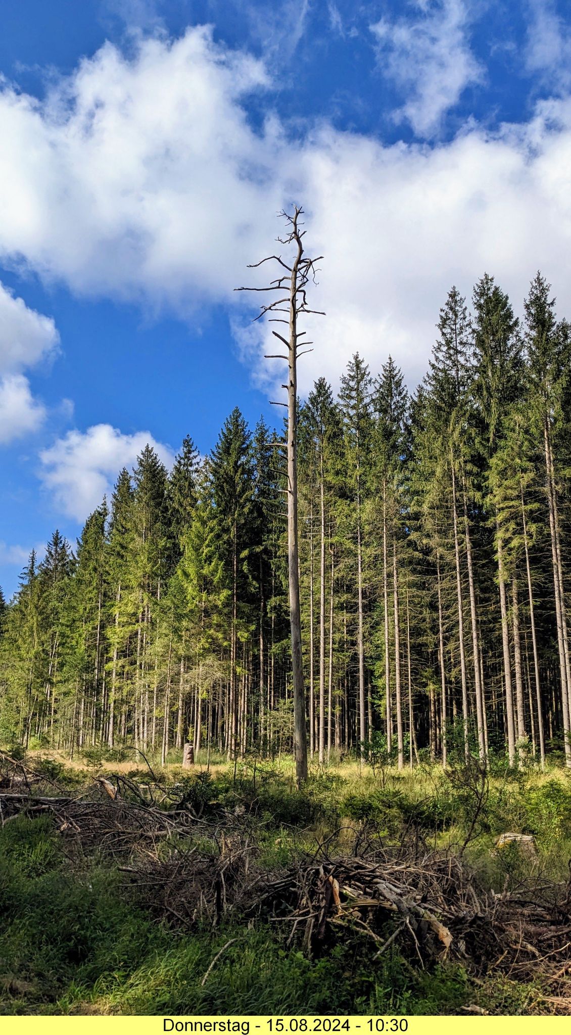 zwischen Unterscheidental und Laudenberg im Wald