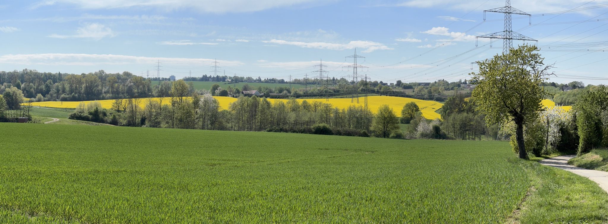 Ein recht großes zusammenhängendes Rapsfeld
