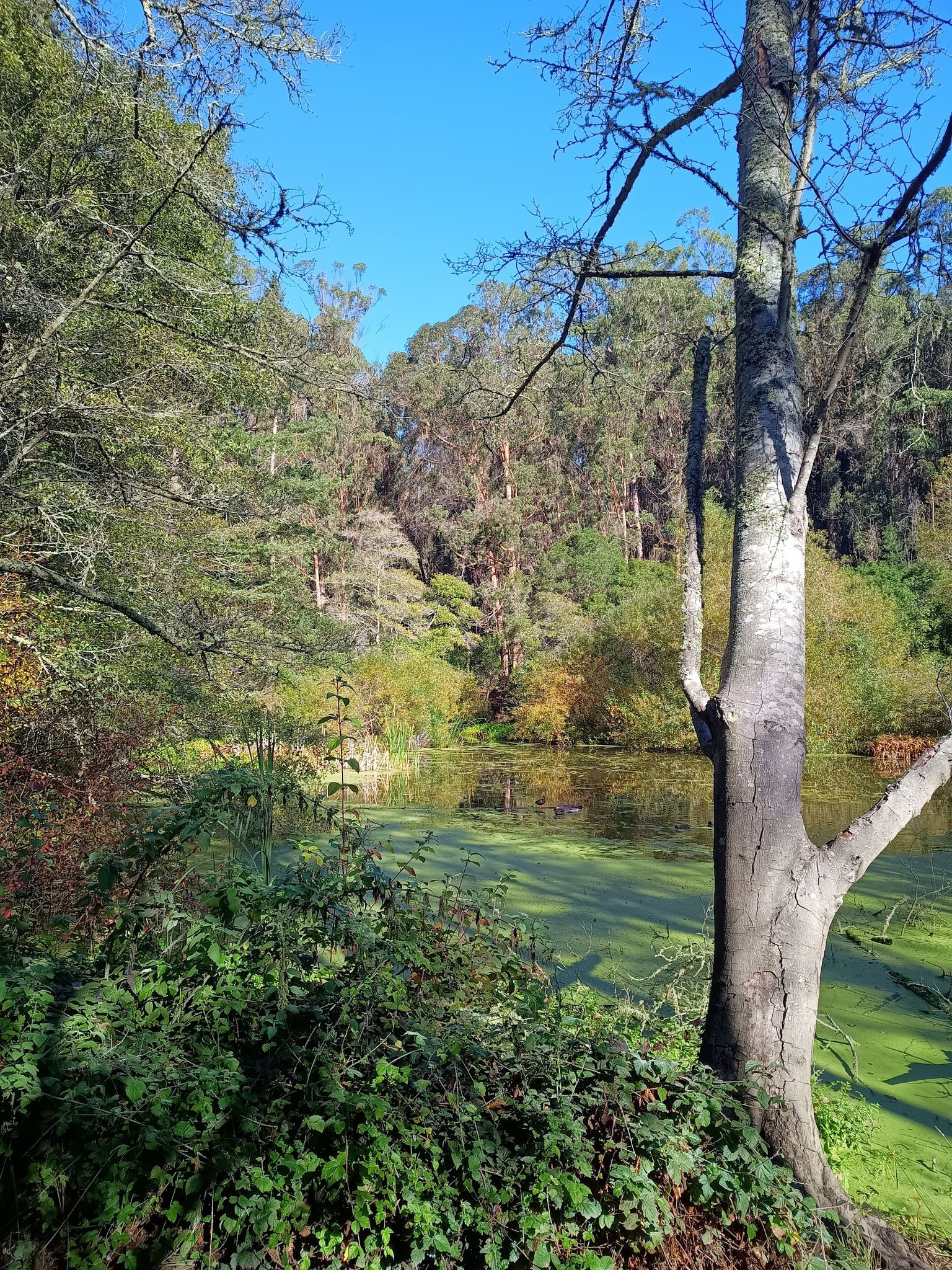 Sunny forest pond covered in green algae, surrounded by lush trees. - Wildcat Peak, Vollmer Peak, and Grizzly Peak Loop via Nimitz Way