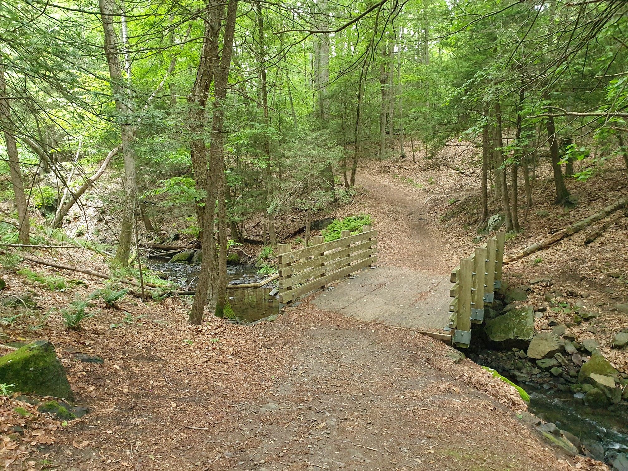 Wooden bridge over a stream on a dirt path through a dense green forest. - Hiking loop from Buchanan