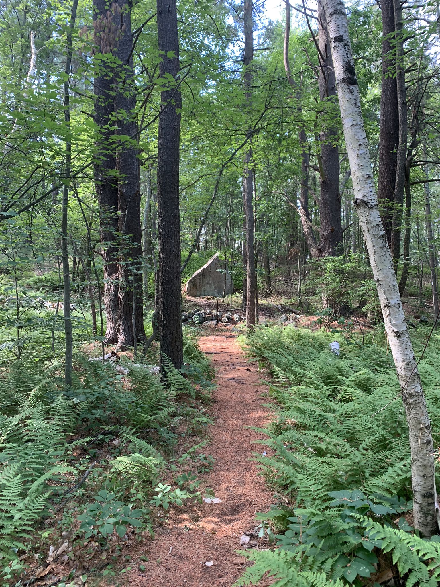 A dirt path winds through a sun-dappled forest with tall trees and ferns. - Wooded singletrack loop from Noon Hill Reservation