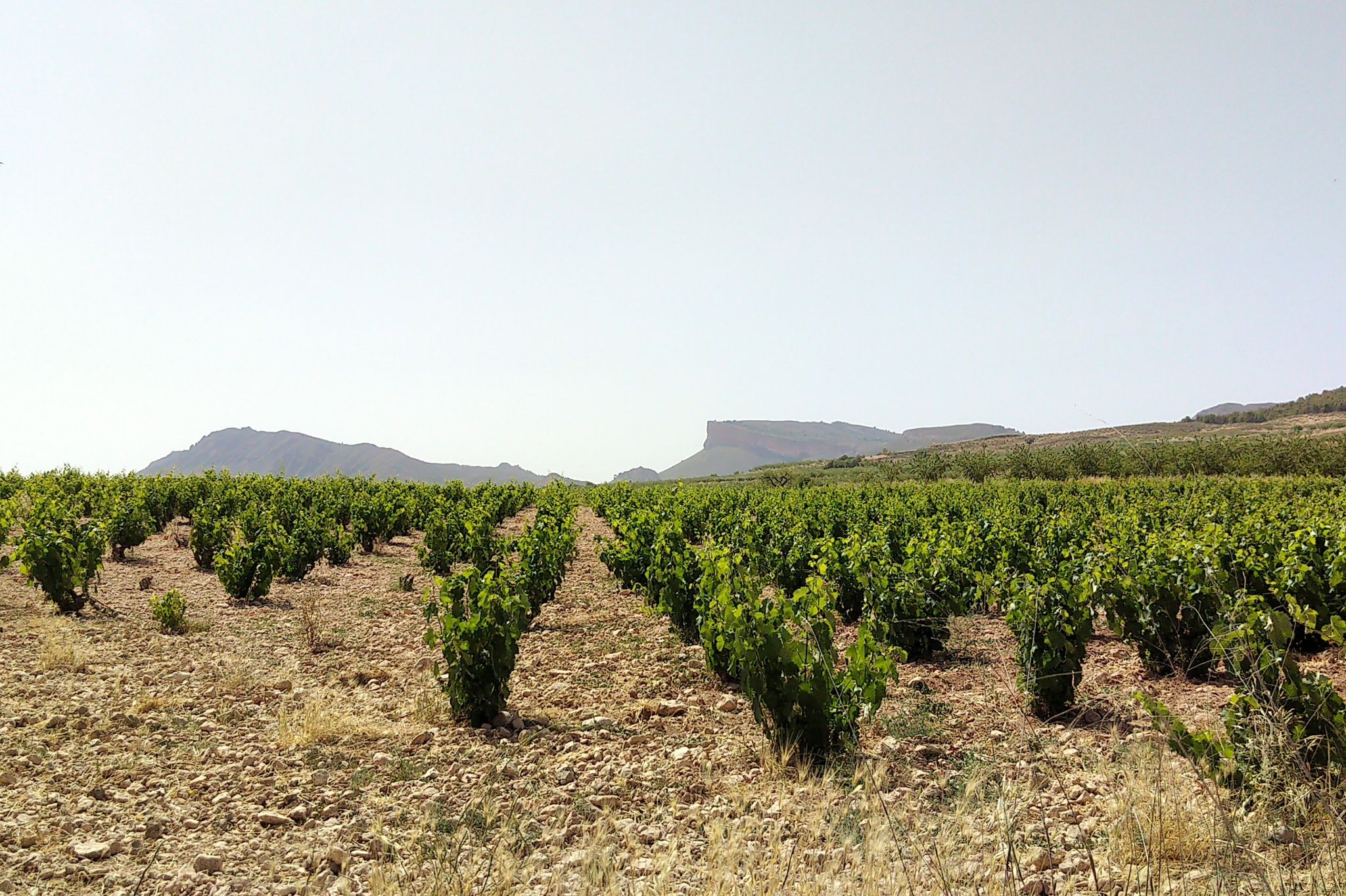 Wein im einsamen Tal