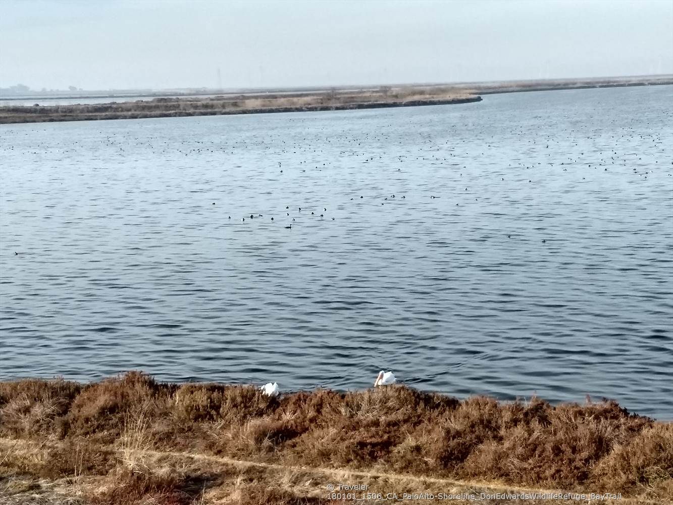 Two white birds on a marshy bank next to a wide body of water. - San Francisco Bay Trail: Shoreline Park Loop