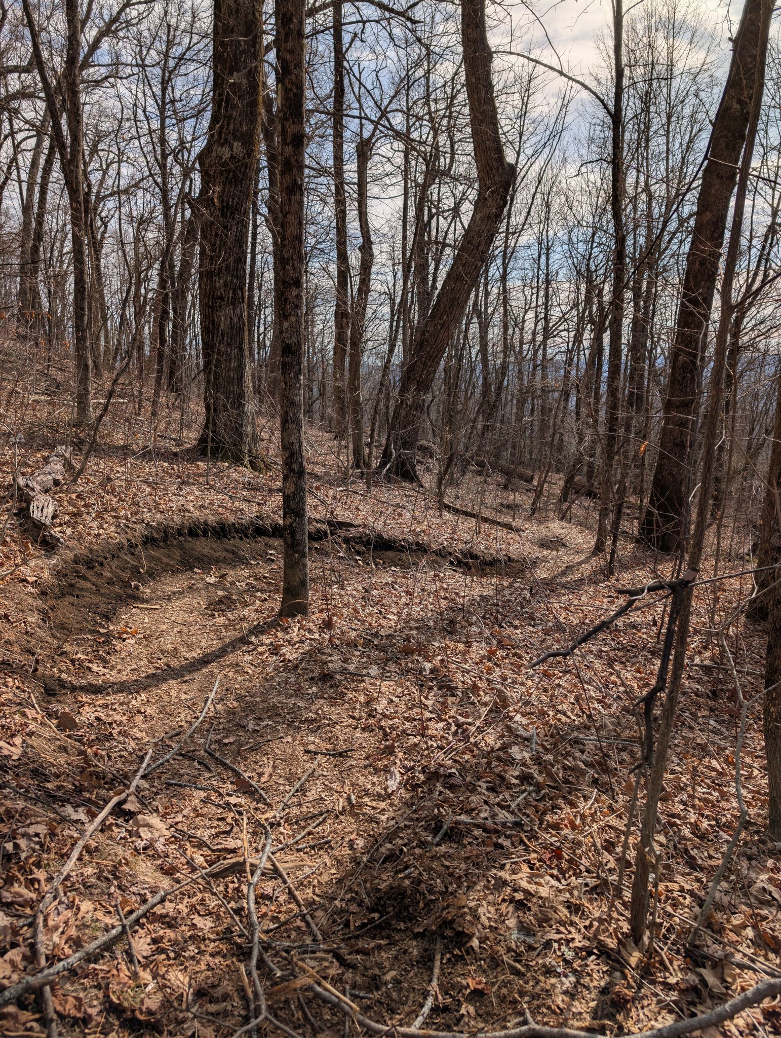Winding dirt trail through a sparse winter forest with fallen leaves. - Squirrel Gap and Turkey Pen Gap Loop