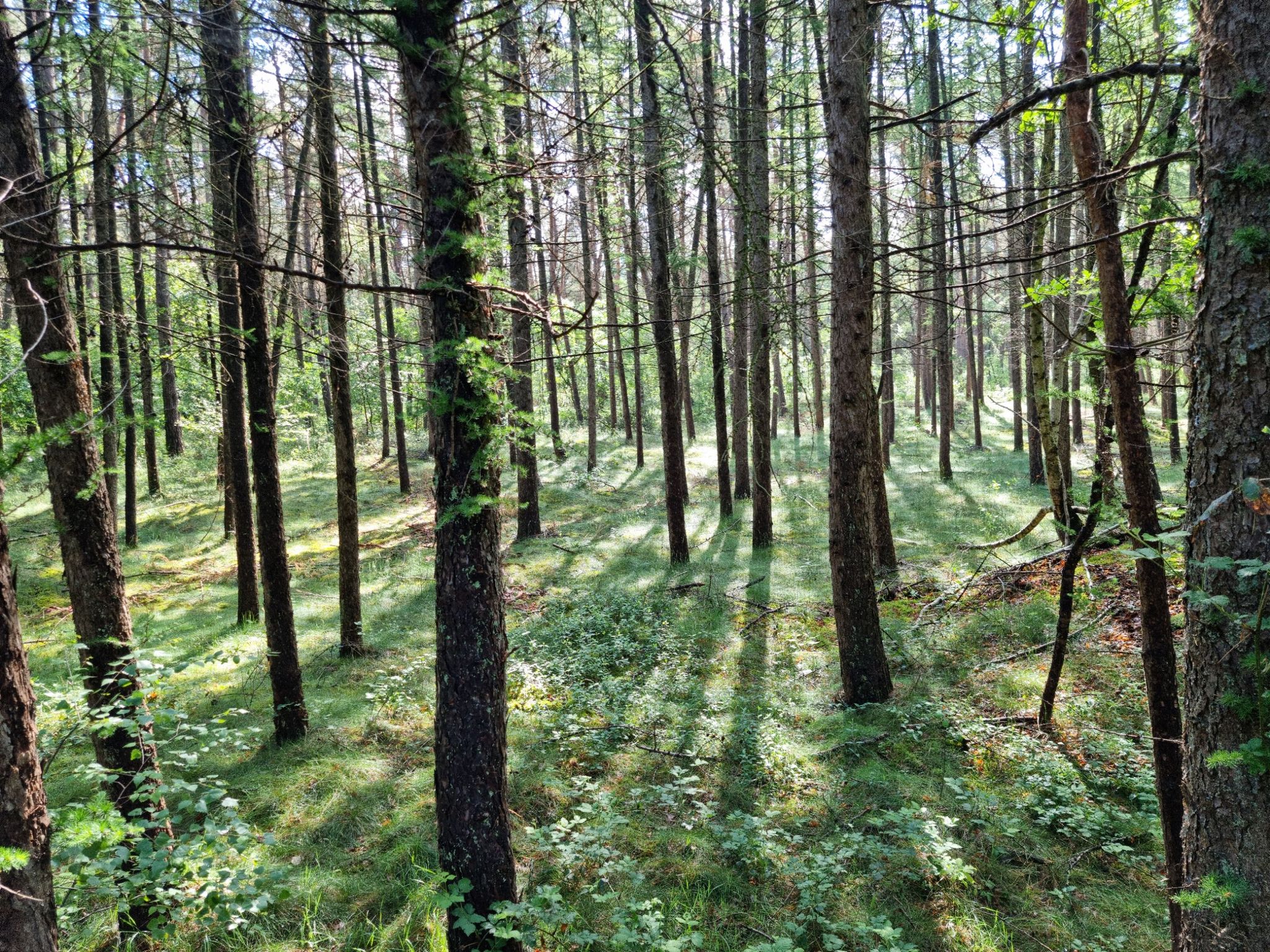 Schönes Licht im Wald