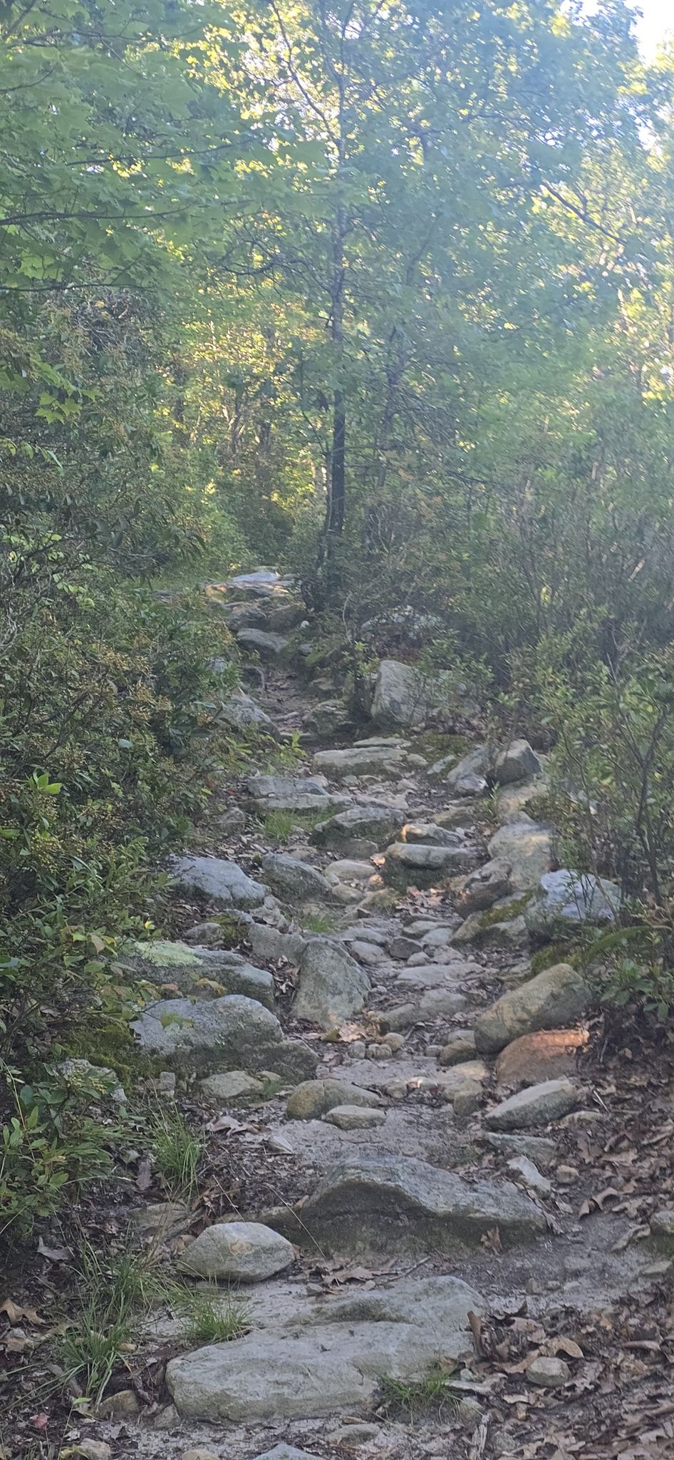 A rocky, upward-sloping forest path with dappled sunlight filtering through trees. - Kennedy Peak Loop
