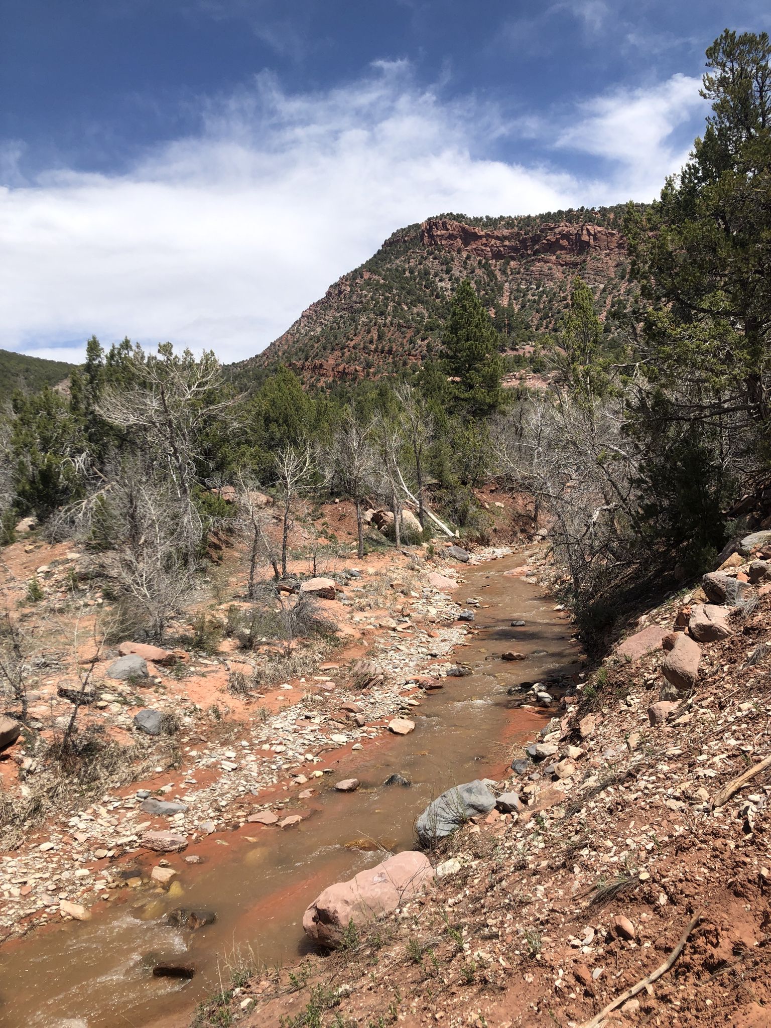 A rocky stream flows through a red dirt landscape with sparse trees and distant mountains. - Taylor Creek Trail