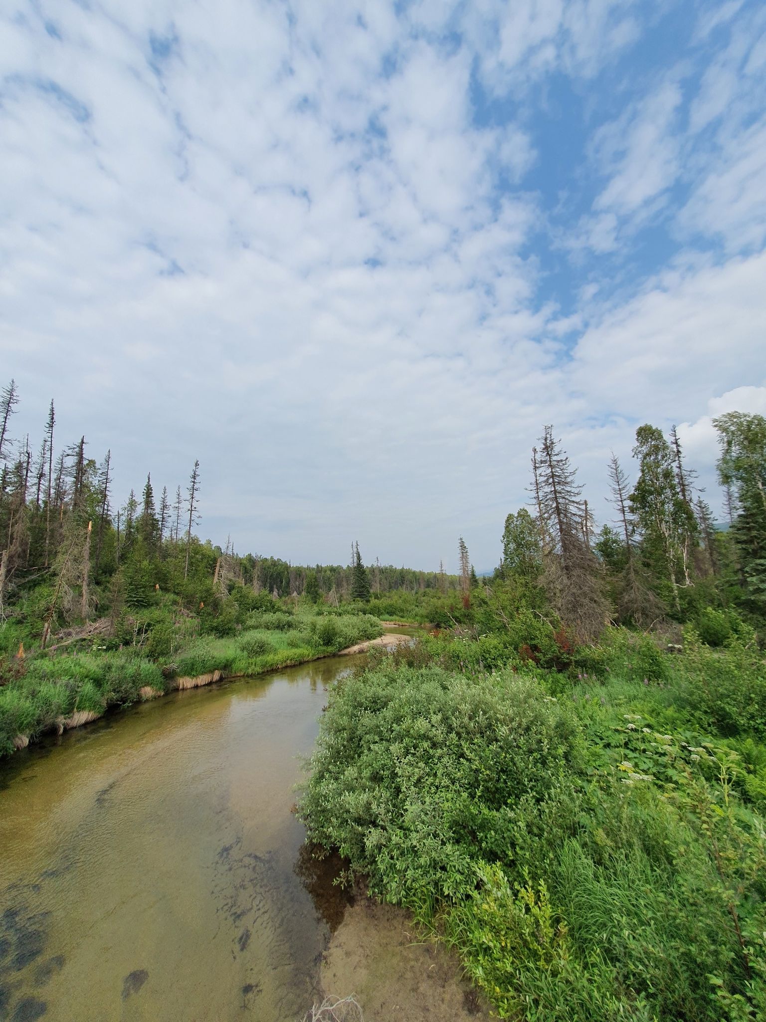 A narrow river flows through a marshy forest with dead trees under a cloudy sky. - Byers Lake Loop Trail