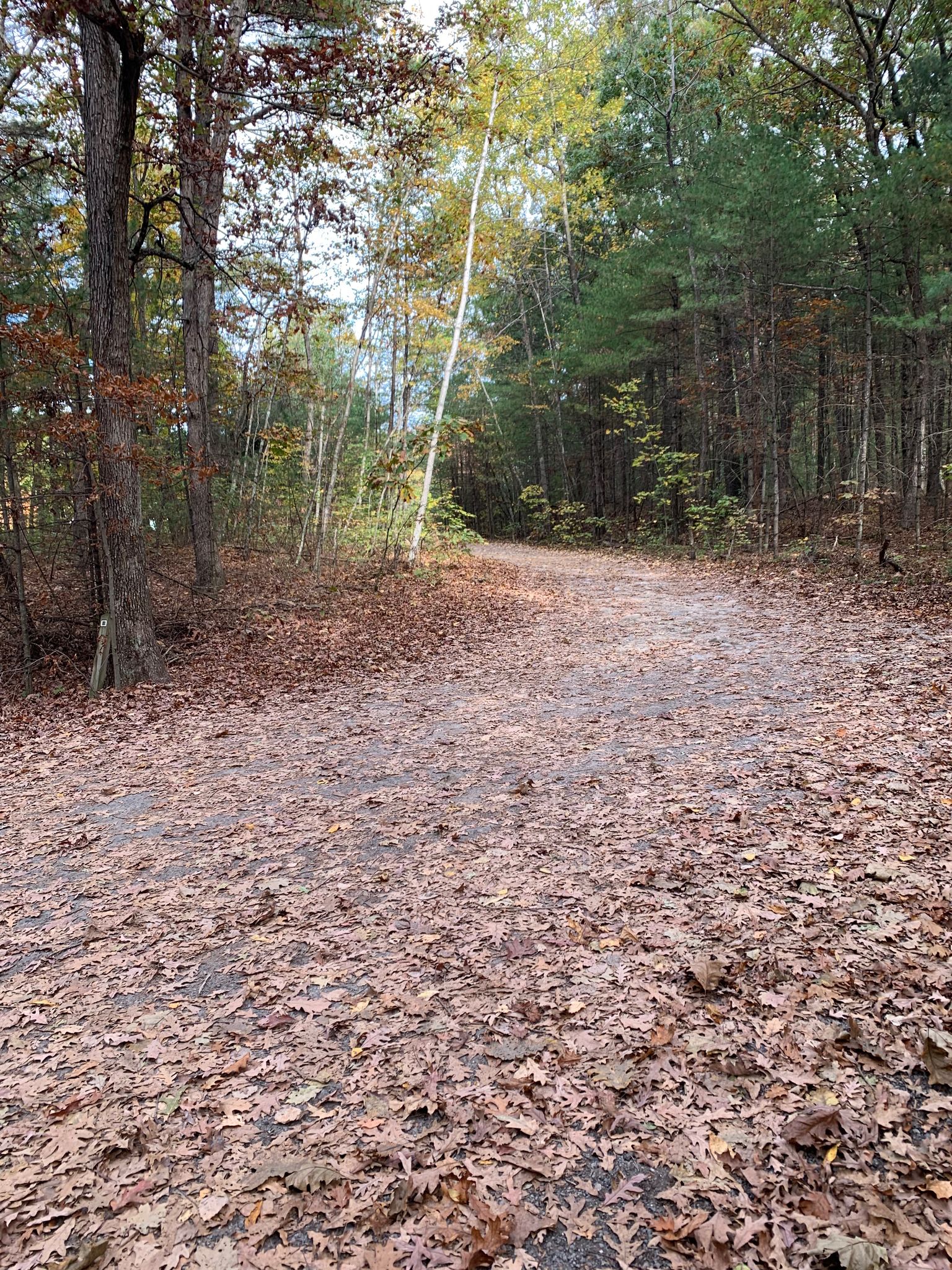 Wide forest path covered in fallen leaves, leading into dense trees. - Emmet Conservation Land Loop