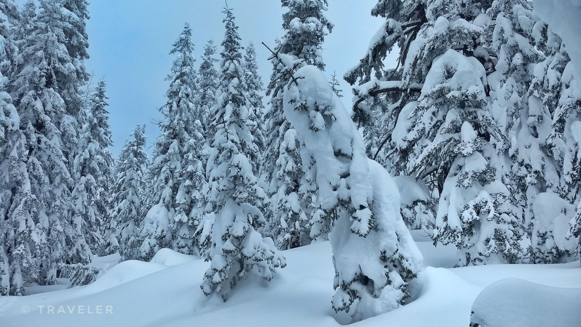 Dense pine forest heavily covered in fresh snow under an overcast sky. - Martis Peak Lookout via Martis Peak Road