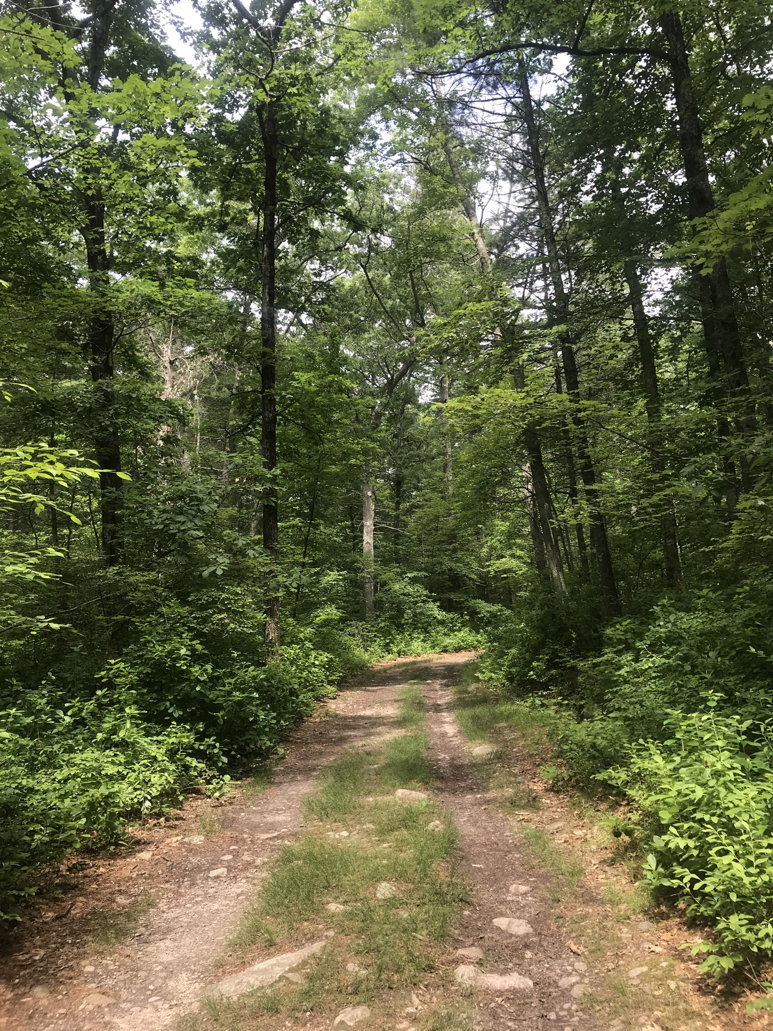 A dirt path through a vibrant green forest under bright daylight. - Wolf Meadow, High Rock, and Dan's Trail Loop