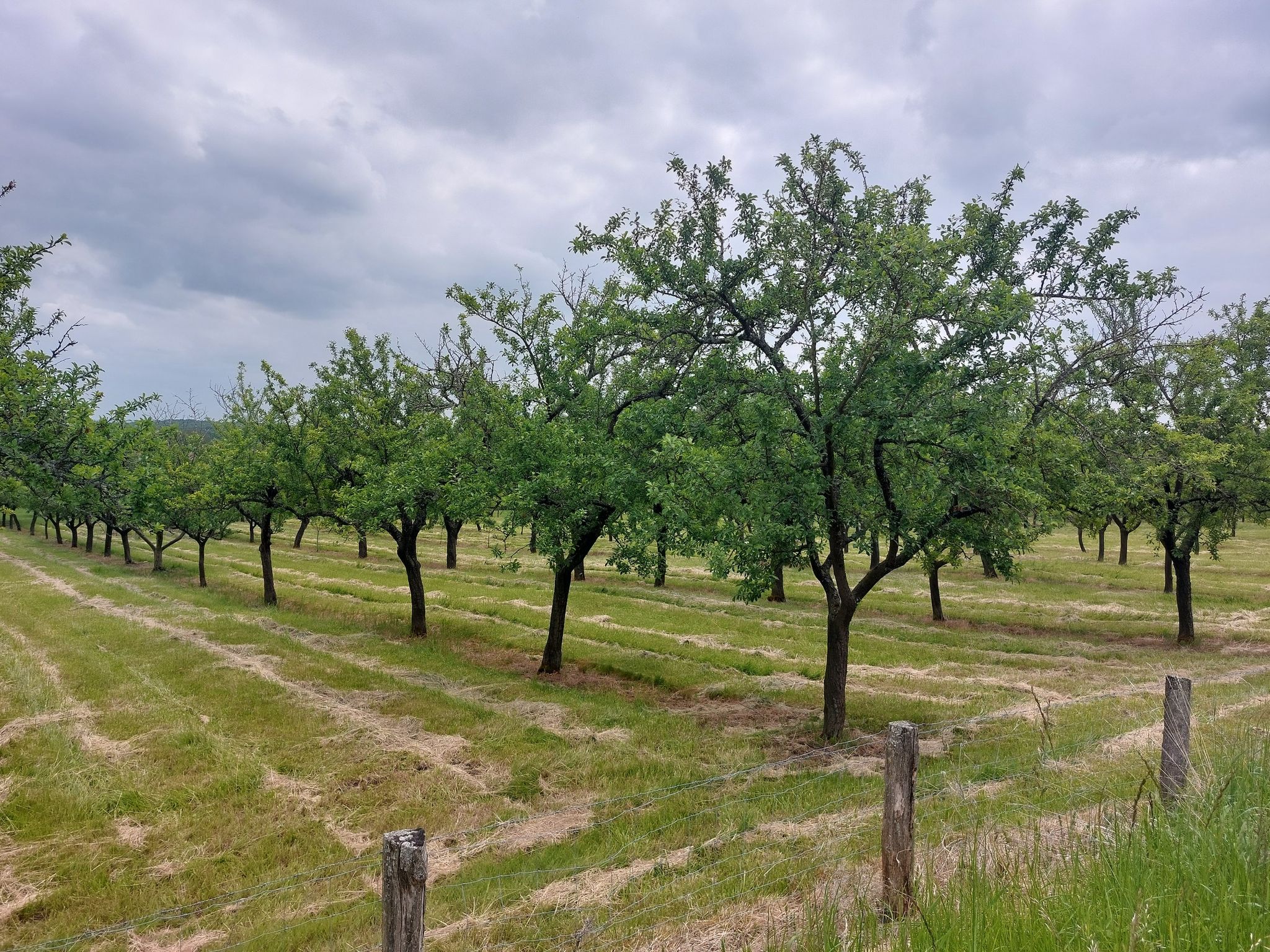 Mirabellenbaum-Plantagen ohne Ende