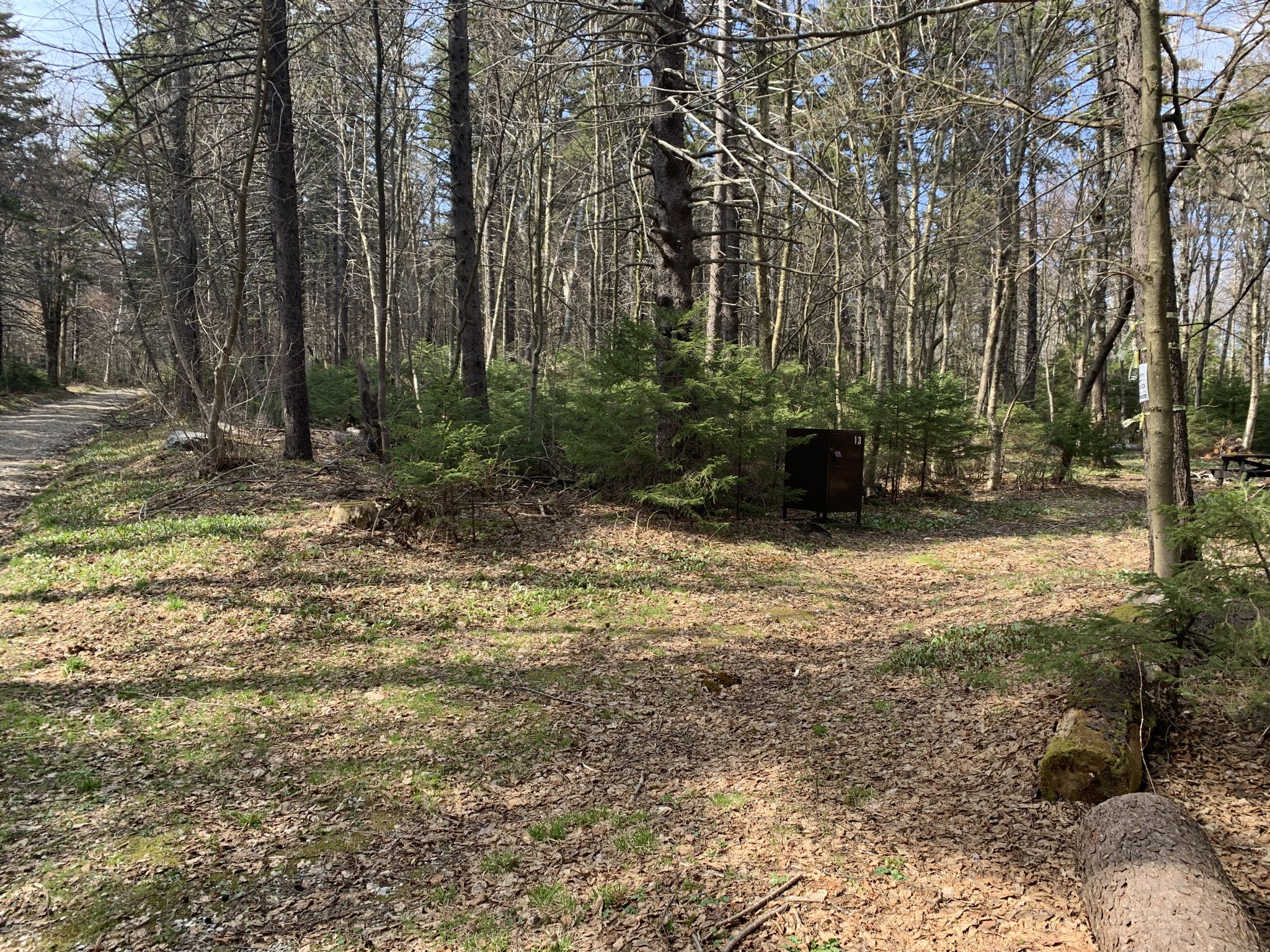 Sunny forest clearing with a dirt path splitting, surrounded by trees. - Stony Ledge via Haley Farm and Hopper Trails Loop