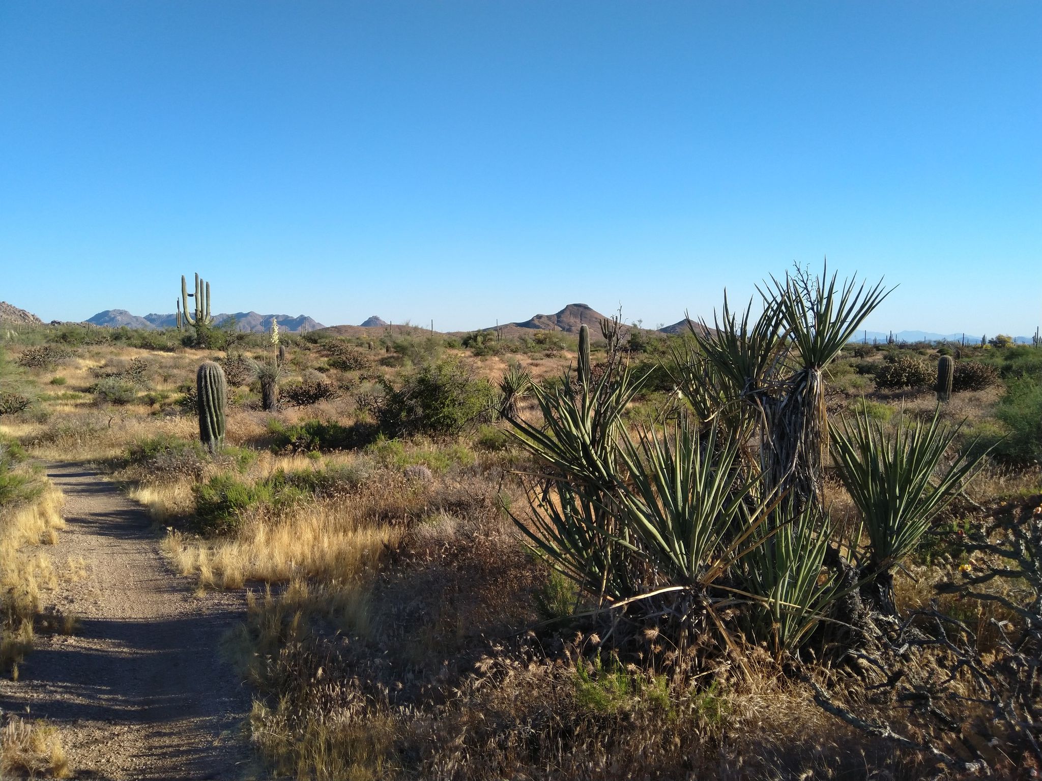 A desert path winds through cacti and yucca plants under a clear blue sky. - Hawknest Trail – Rock Tank loop from Rock Tank