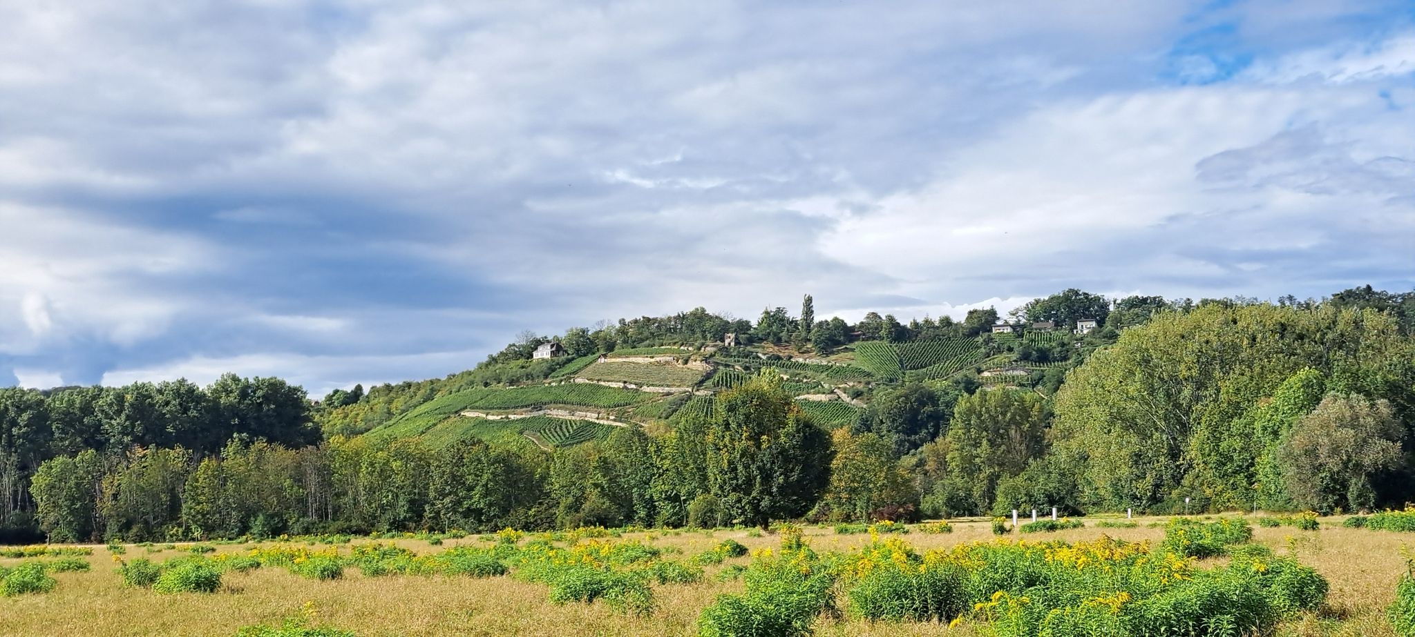Weinlage Steinmeister