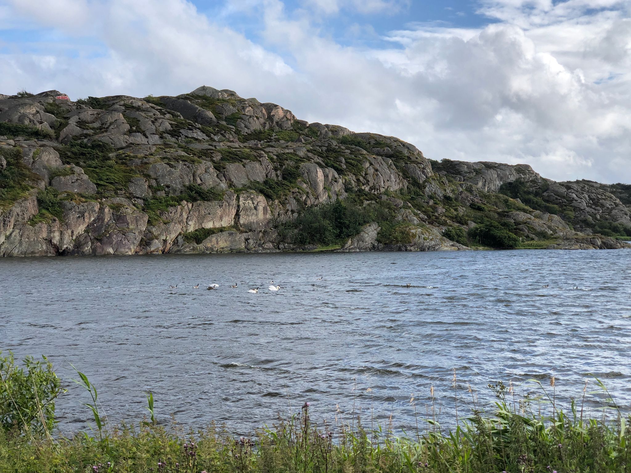 Seesingschwäne 🦢