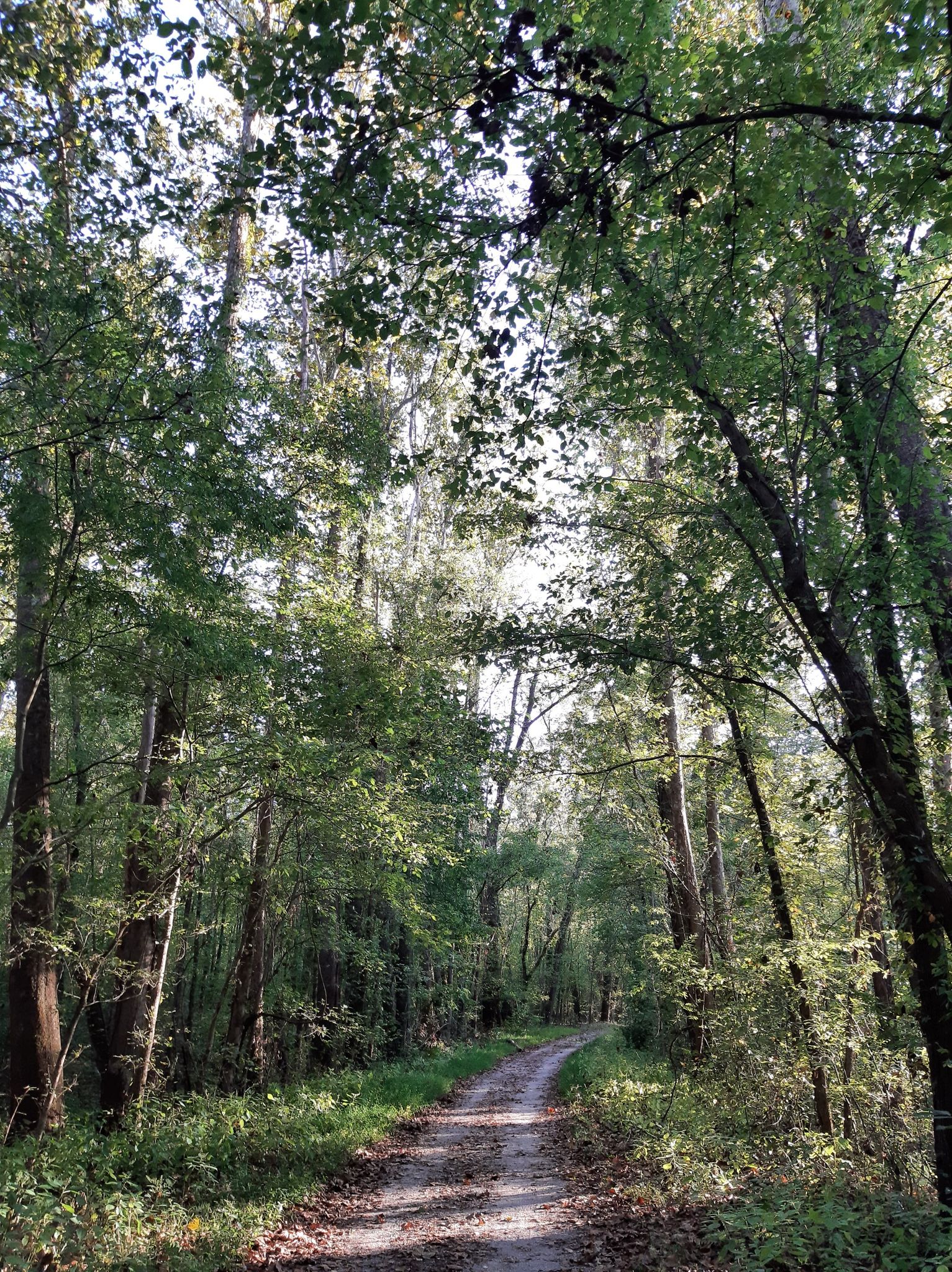 A sun-dappled dirt road leads through a tall, green forest. - Lost Valley Trail Loop