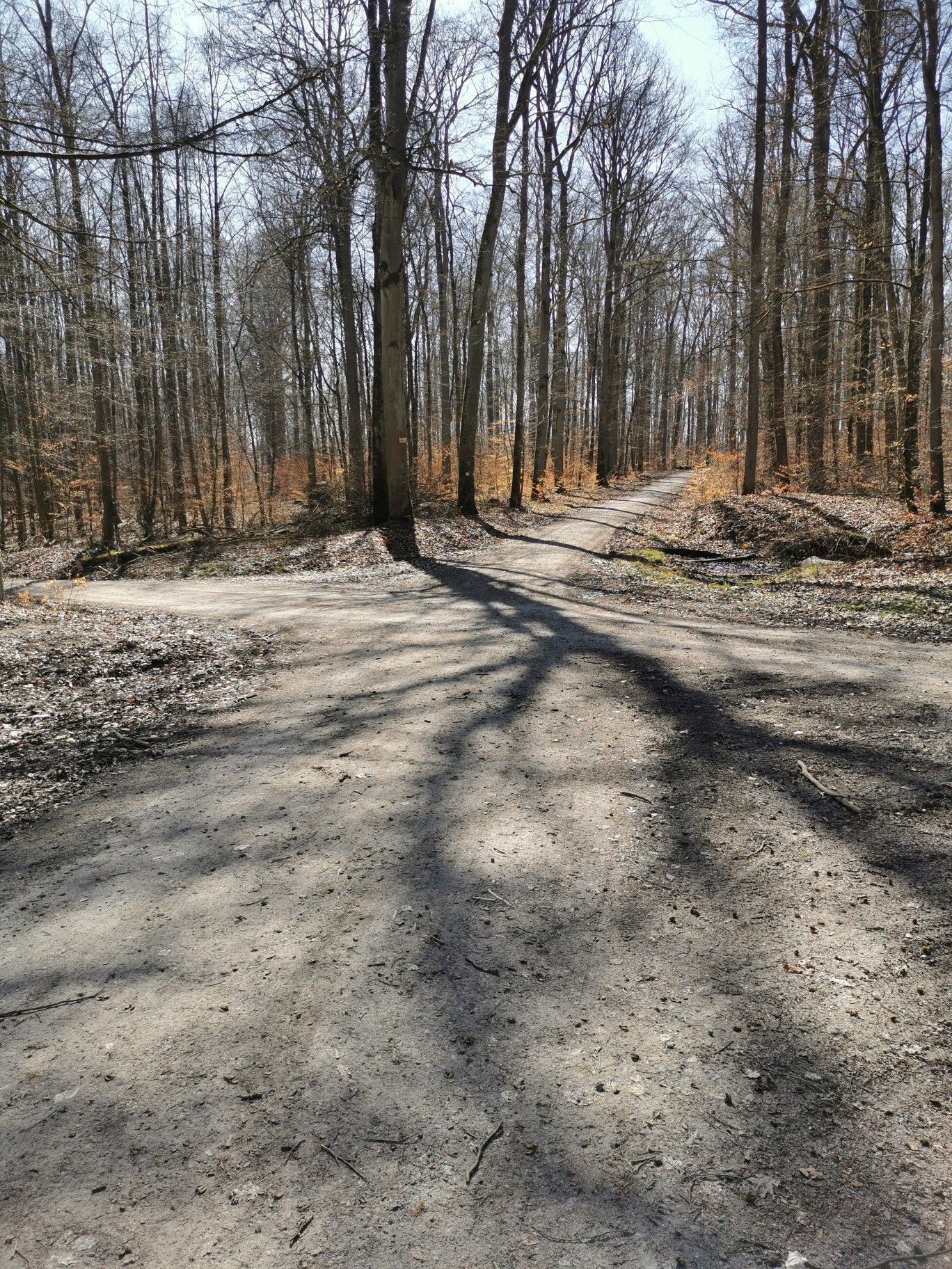 ✨Verkehrsknotenpunkt im Gramschatzer Wald✨