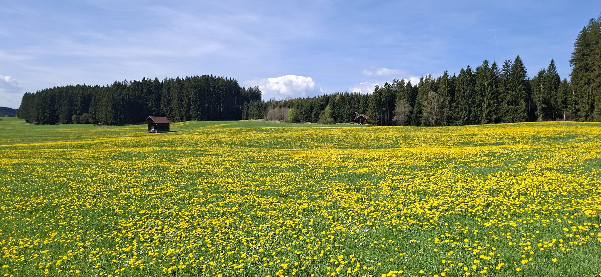 Löwenzahnblüte im Allgäu