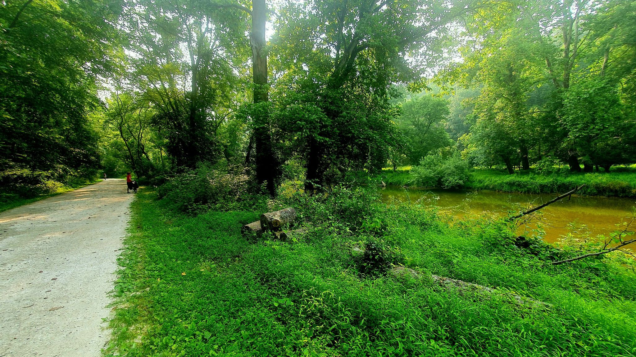 A dirt path winds through dense green woods beside a murky pond. - Torrey C. Brown Rail Trail