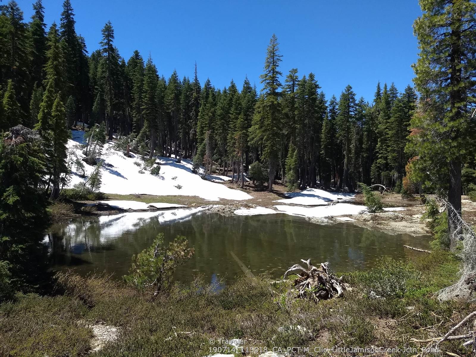 Sunny forest pond with snow patches and tall evergreen trees. - Jamison Creek Trail