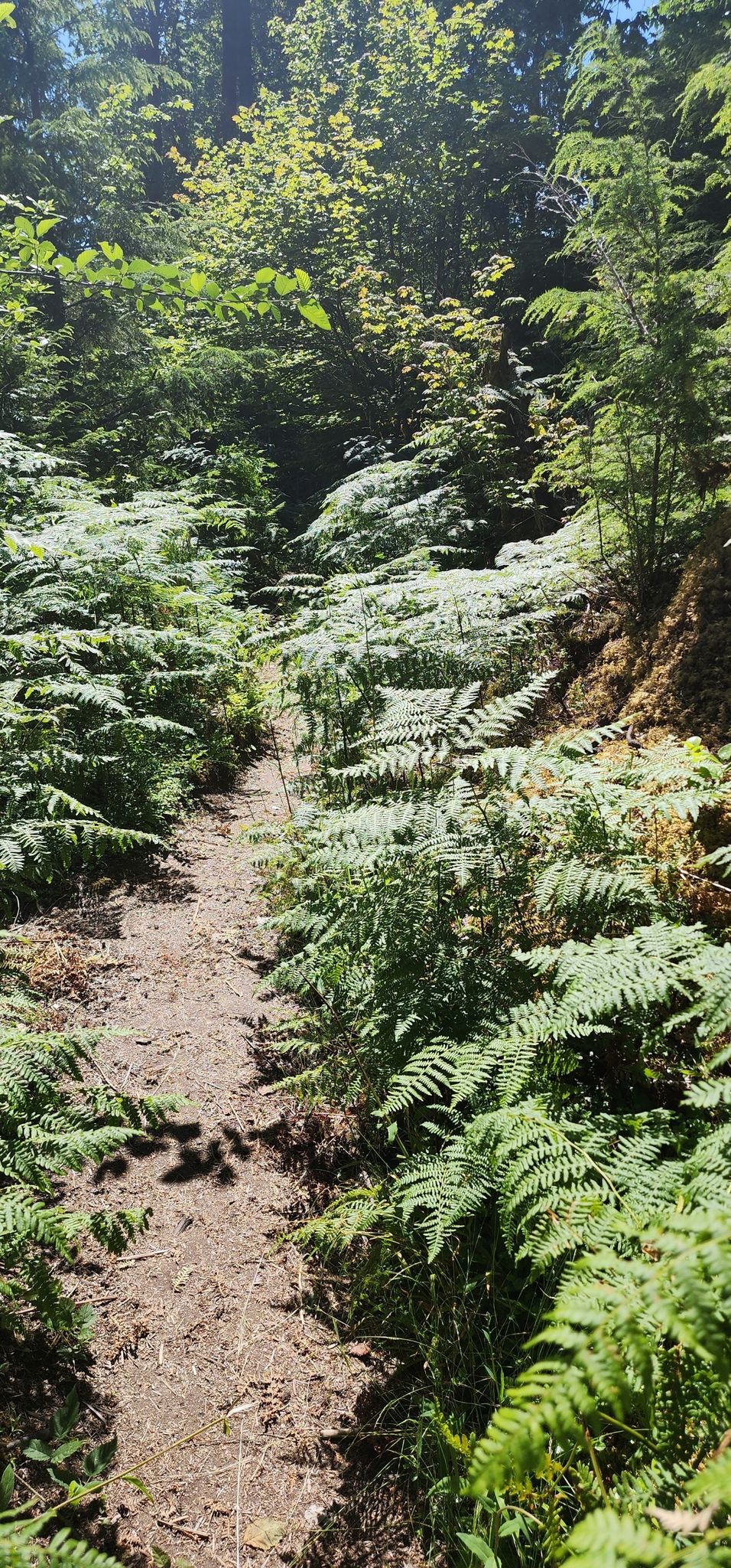 Narrow dirt path winding through a dense, sunlit fern-covered forest. - Old Sauk River Trail