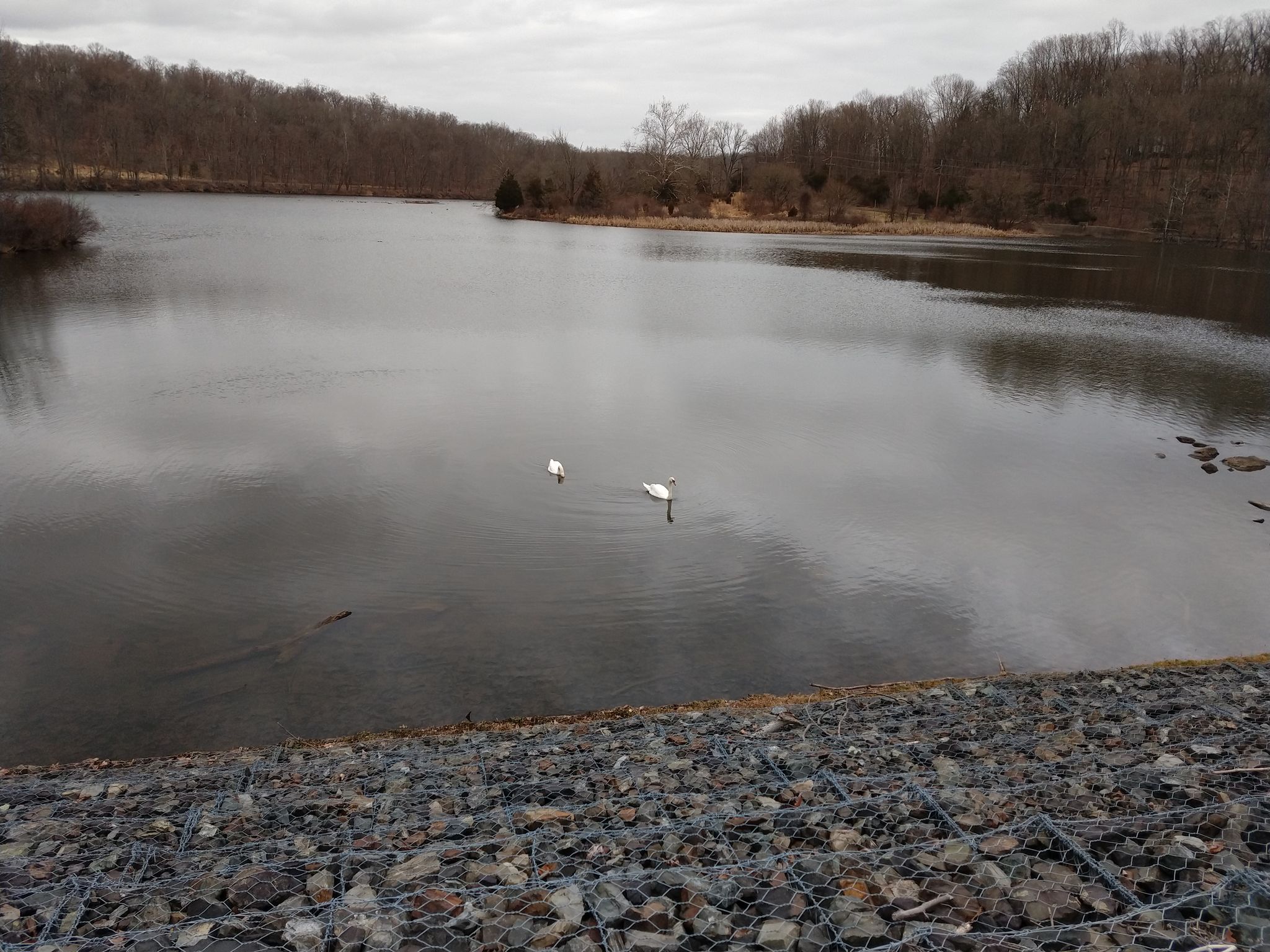 Two white swans swimming on a calm lake under an overcast sky. - Perkiomen Bicycles – Steep Climb on Perkiomen Trail loop from Green Lane