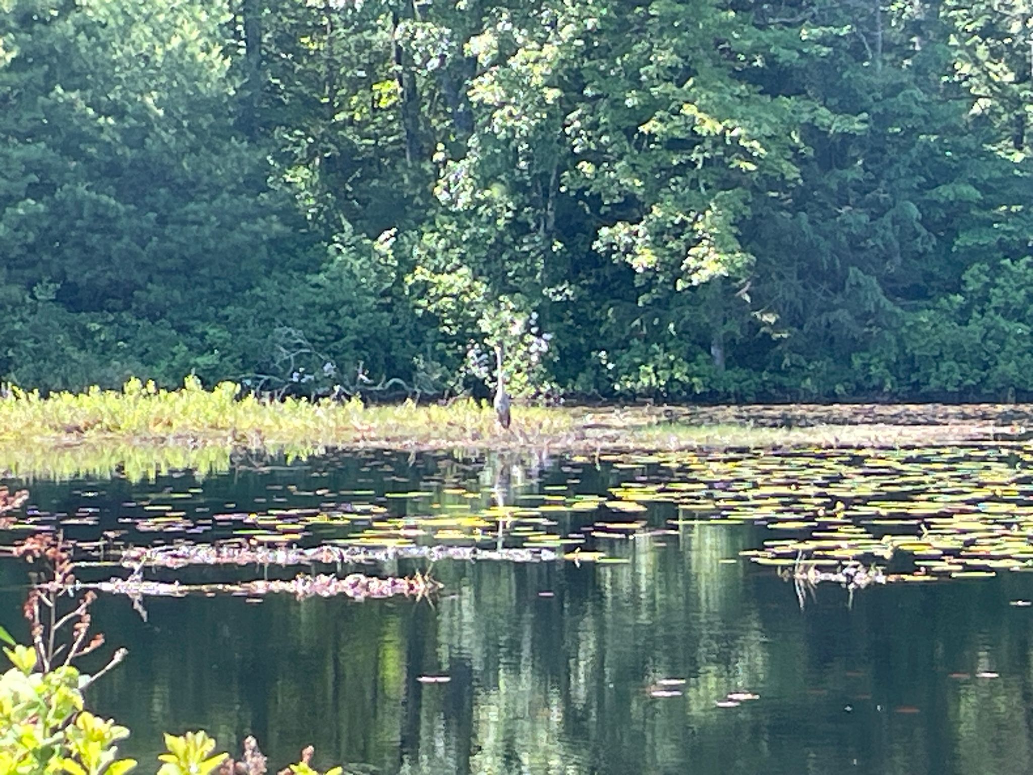 A tall bird stands in a lily-pad covered pond near a green forest. - Southern New England Trunkline Trail