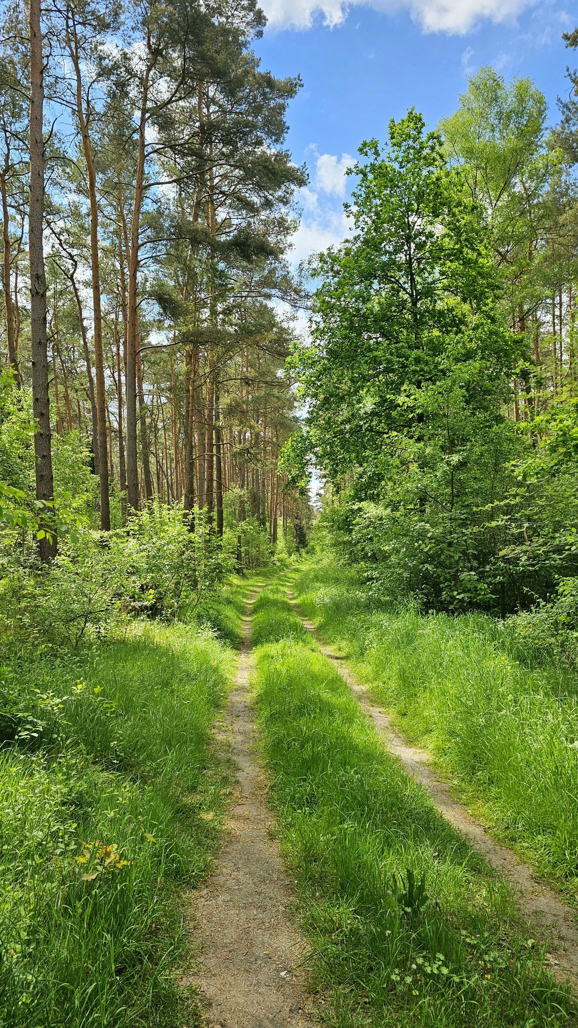 Grüner Neben-Weg zum Esseler Kanal