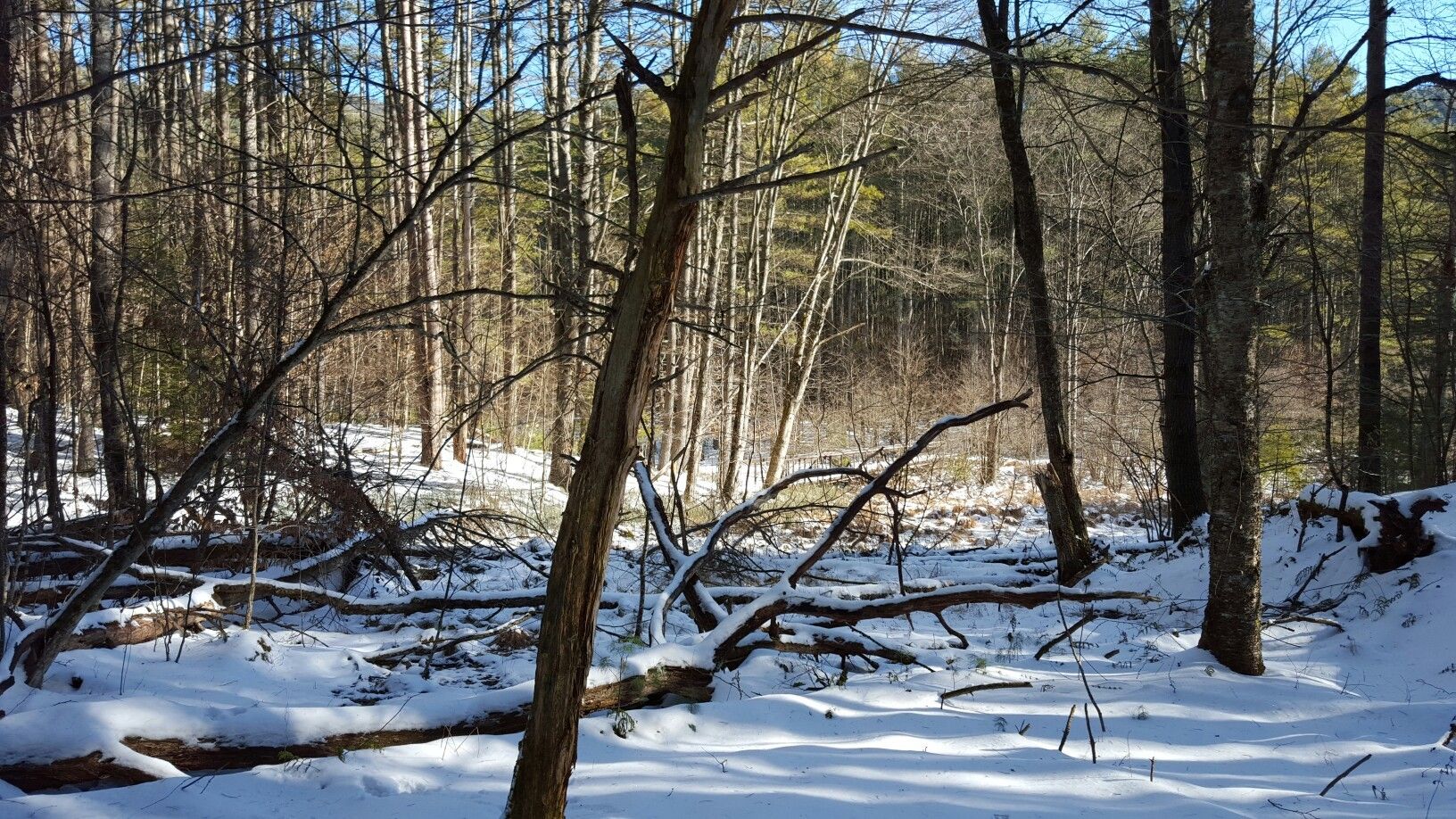 Sunny winter forest with snow-covered ground and bare trees. - Tongue Mountain Range Loop