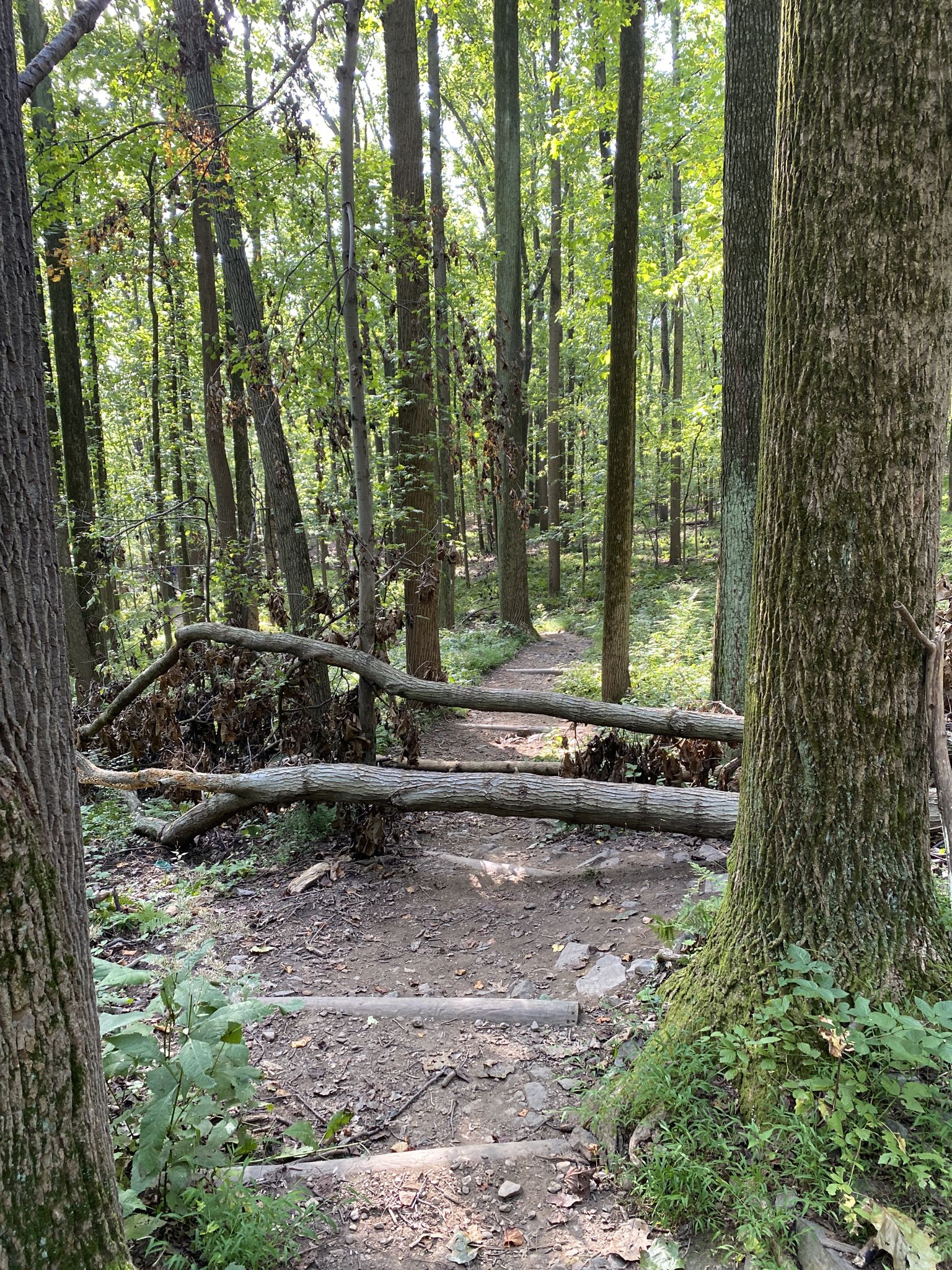 Forest path blocked by two fallen trees, dappled sunlight. - Knox Covered Bridge loop from Valley Forge National Historical Park