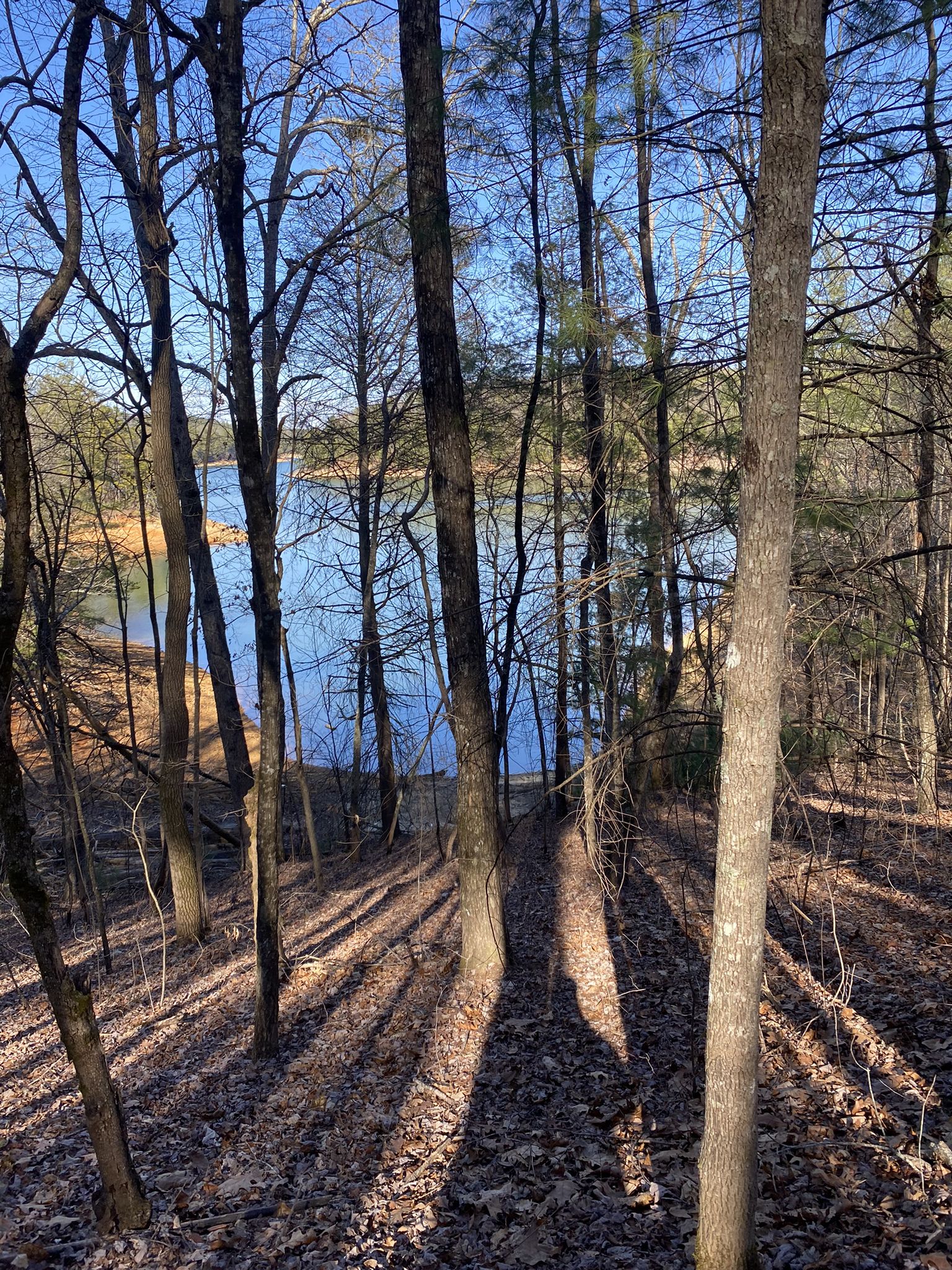 Sunlight streams through bare trees onto a forest floor overlooking a lake. - Green Mountain and Lake Blue Ridge Loop